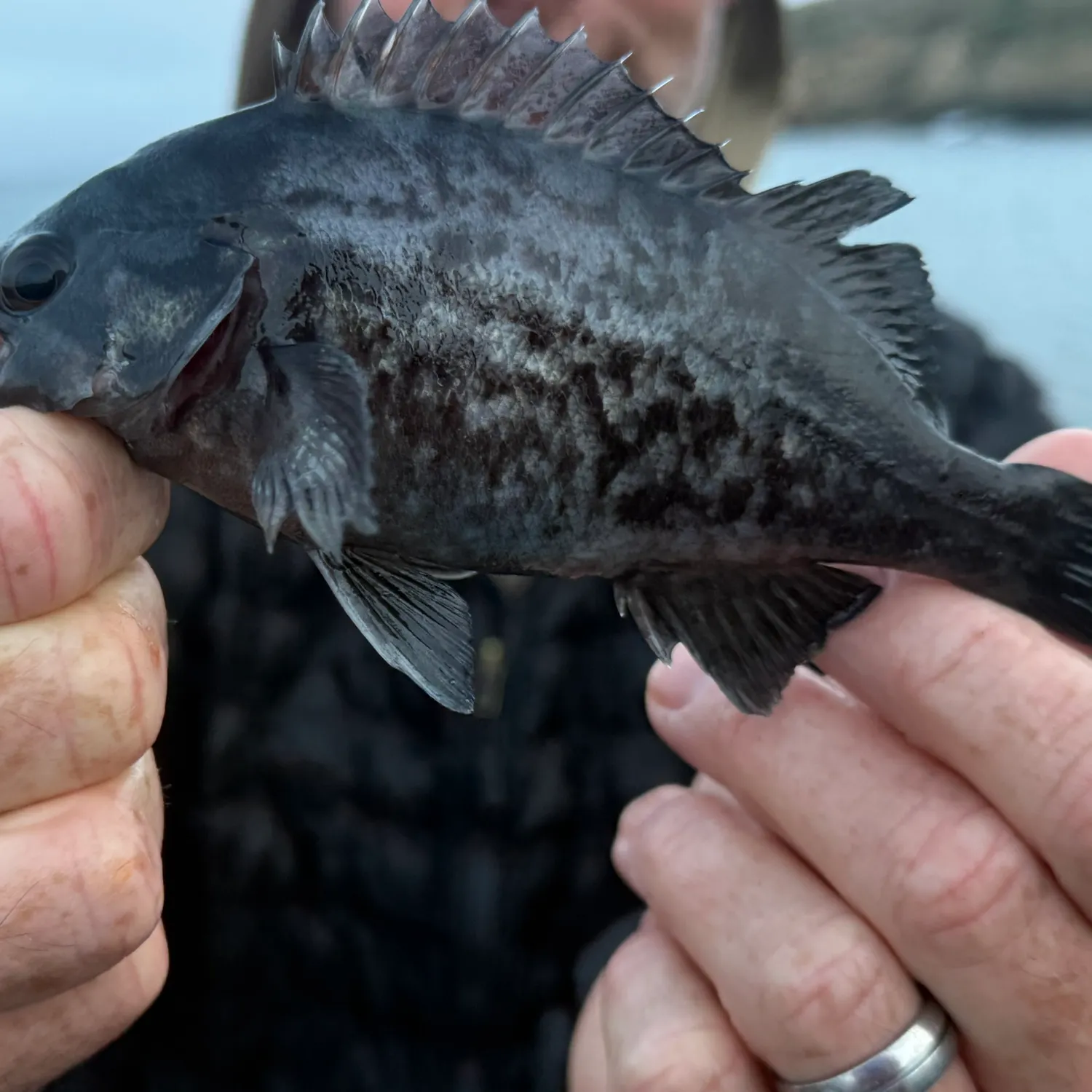 Black rockfish caught on Fishbrain