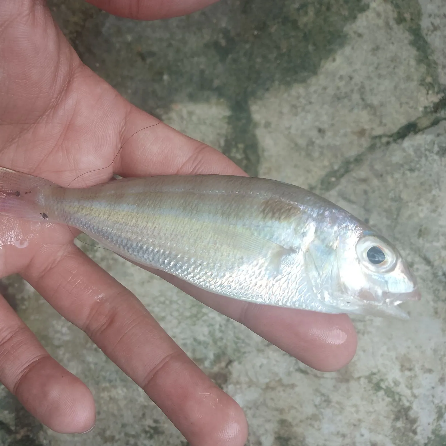 The most recent Golden threadfin bream catches on Fishbrain