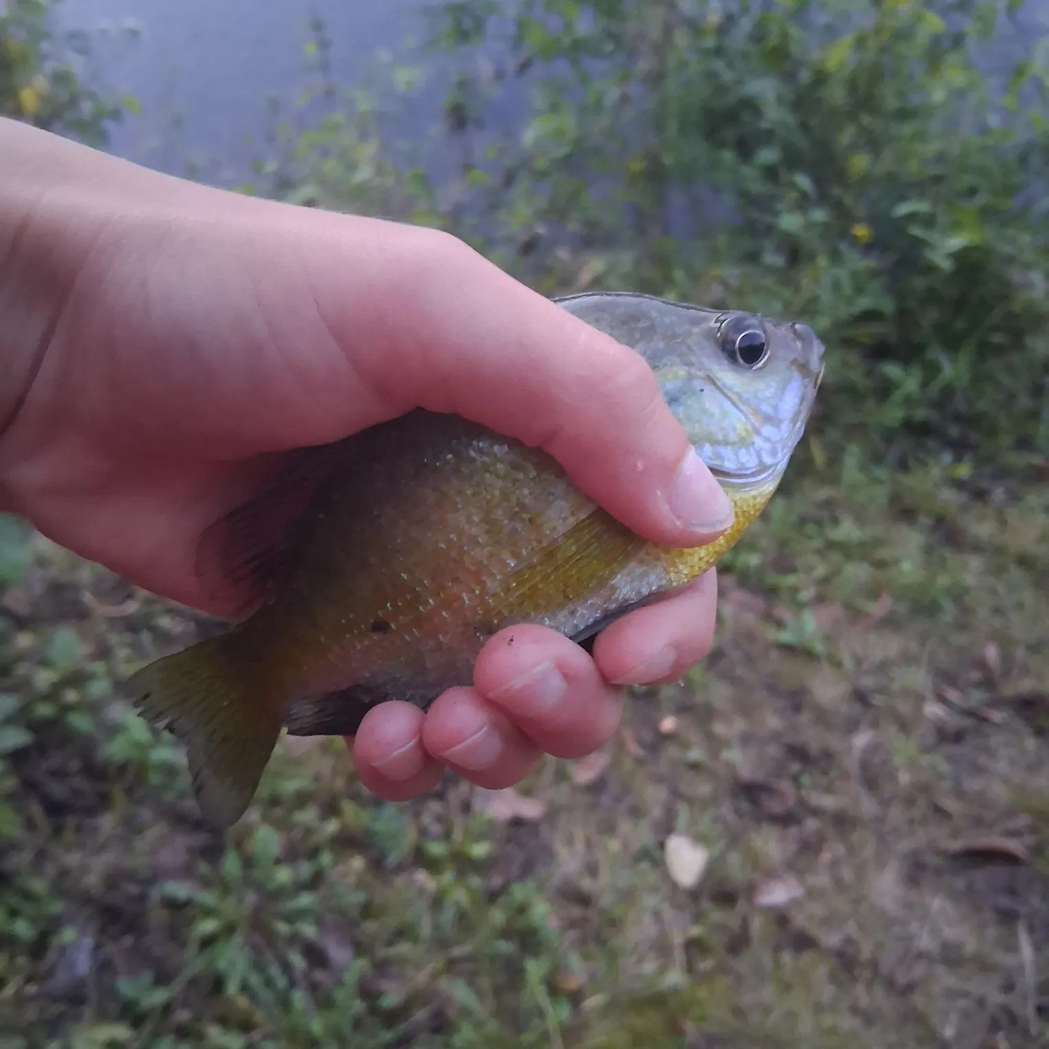 Bluegill caught on Fishbrain
