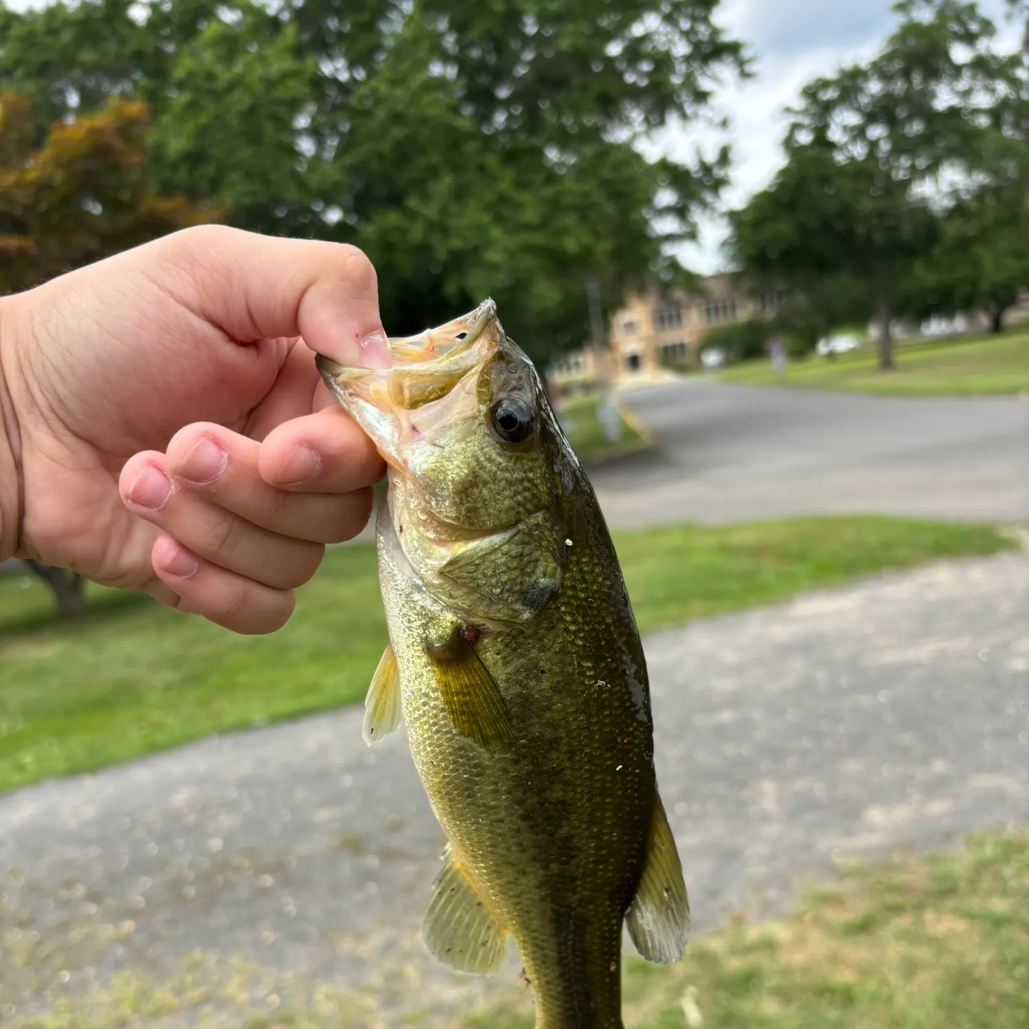 catch