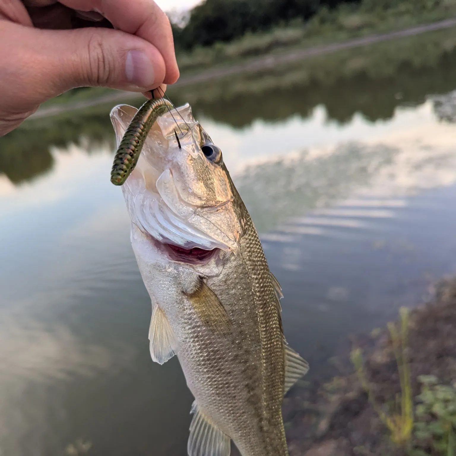 Largemouth bass caught on Fishbrain