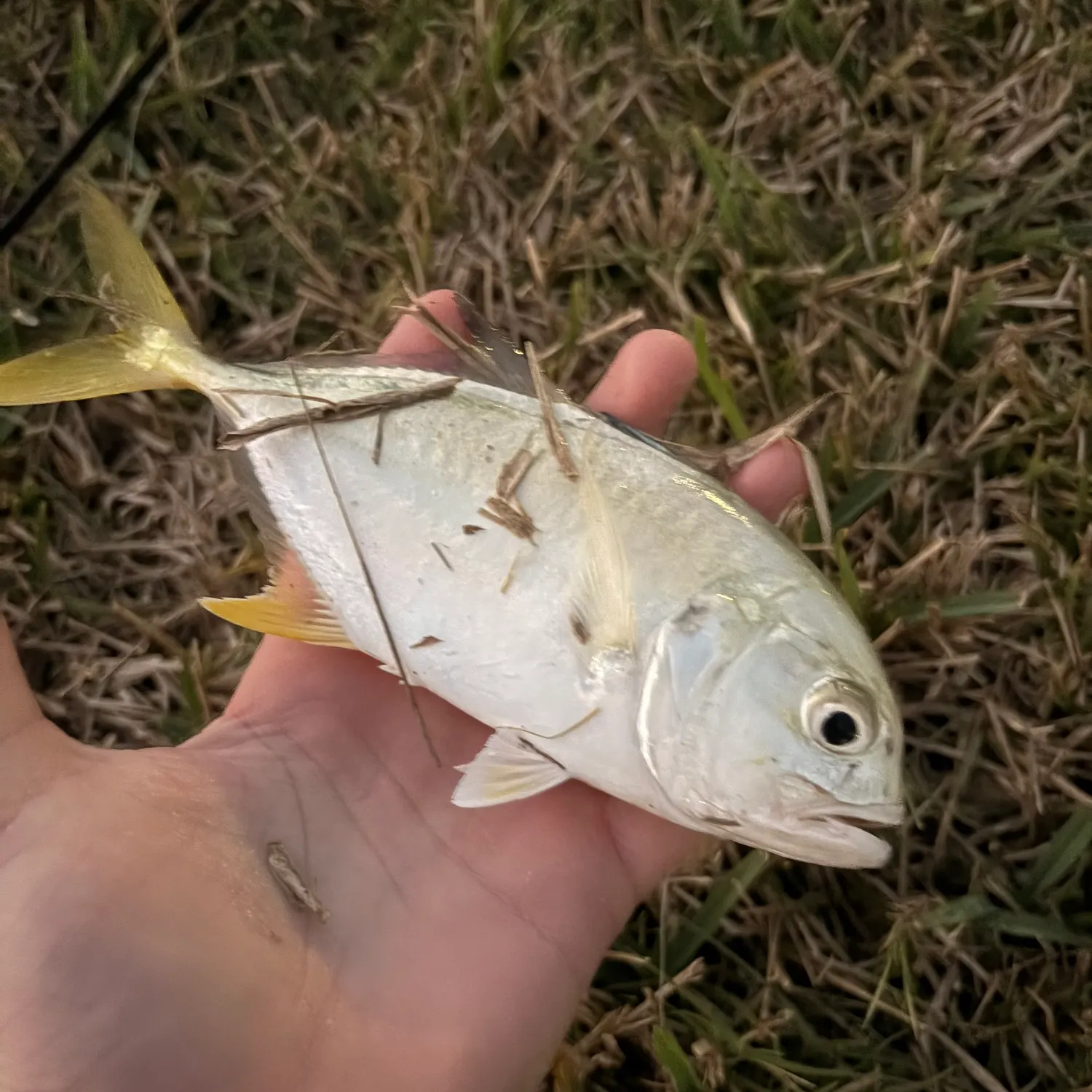 The most recent Crevalle jack catches on Fishbrain