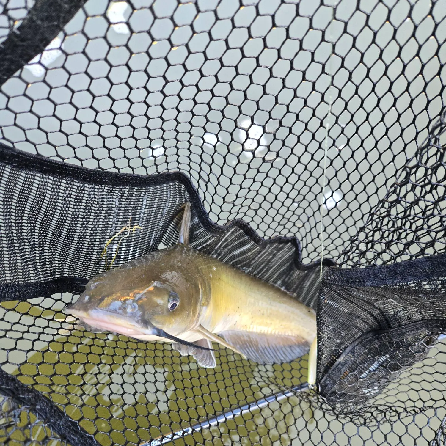 Channel catfish caught on Fishbrain