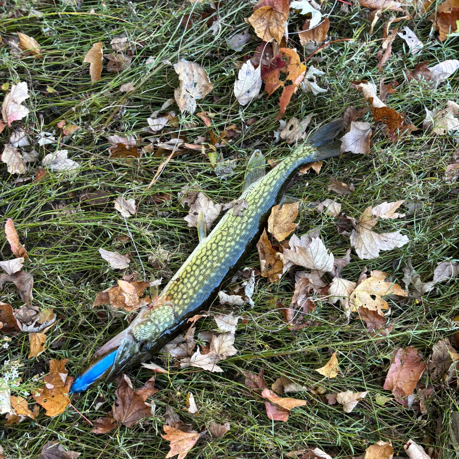 Chain pickerel caught on Fishbrain