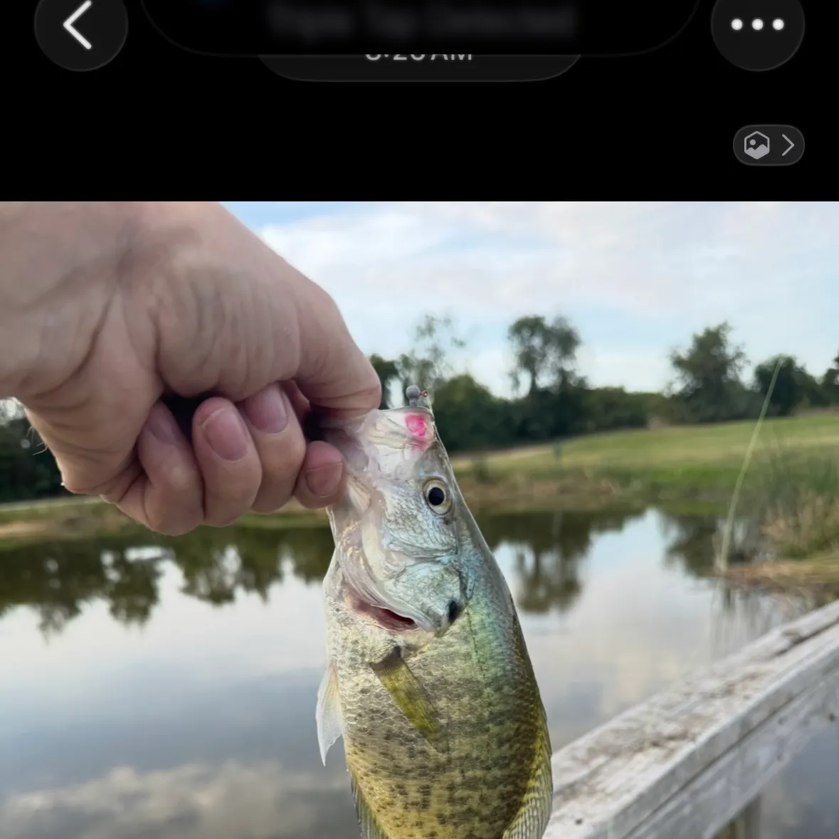 White crappie caught on Fishbrain
