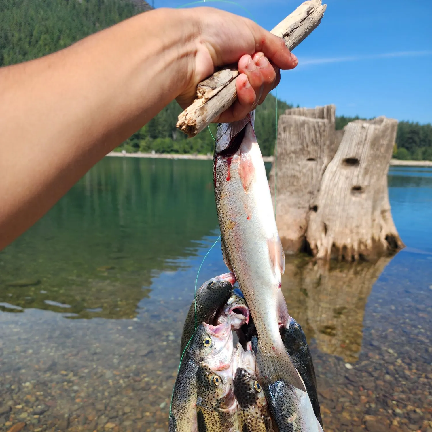 recently logged catches