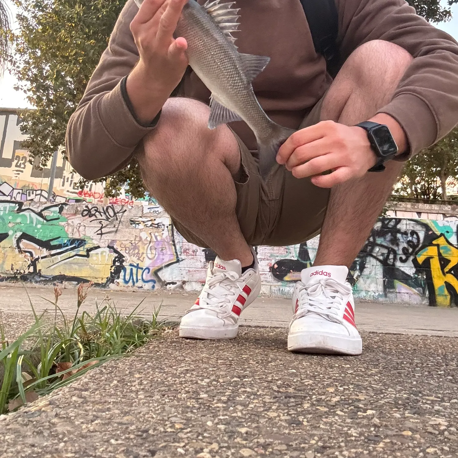 European seabass caught on Fishbrain