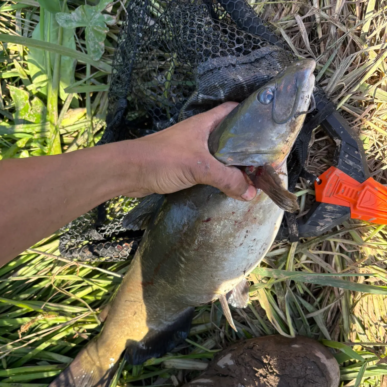 catch