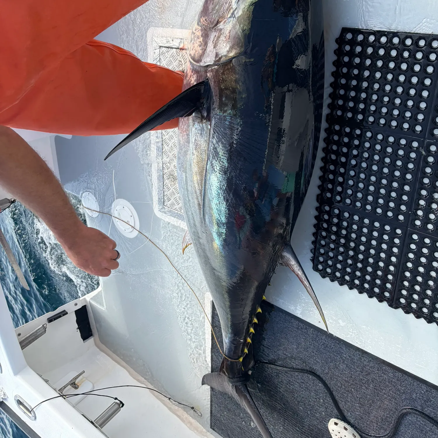 Atlantic bluefin tuna caught on Fishbrain