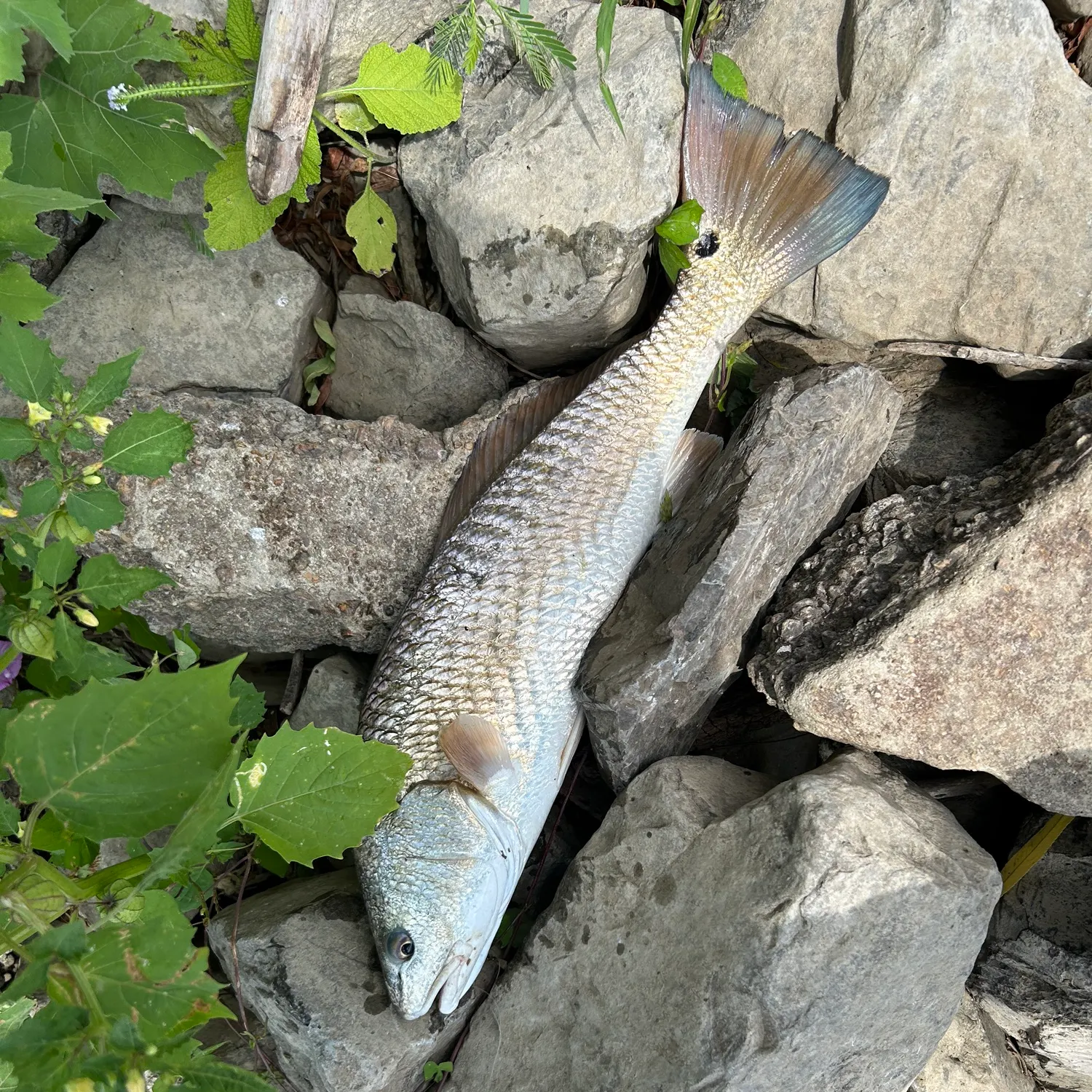 Red drum caught on Fishbrain