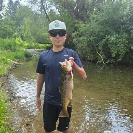 Brown trout caught on Fishbrain
