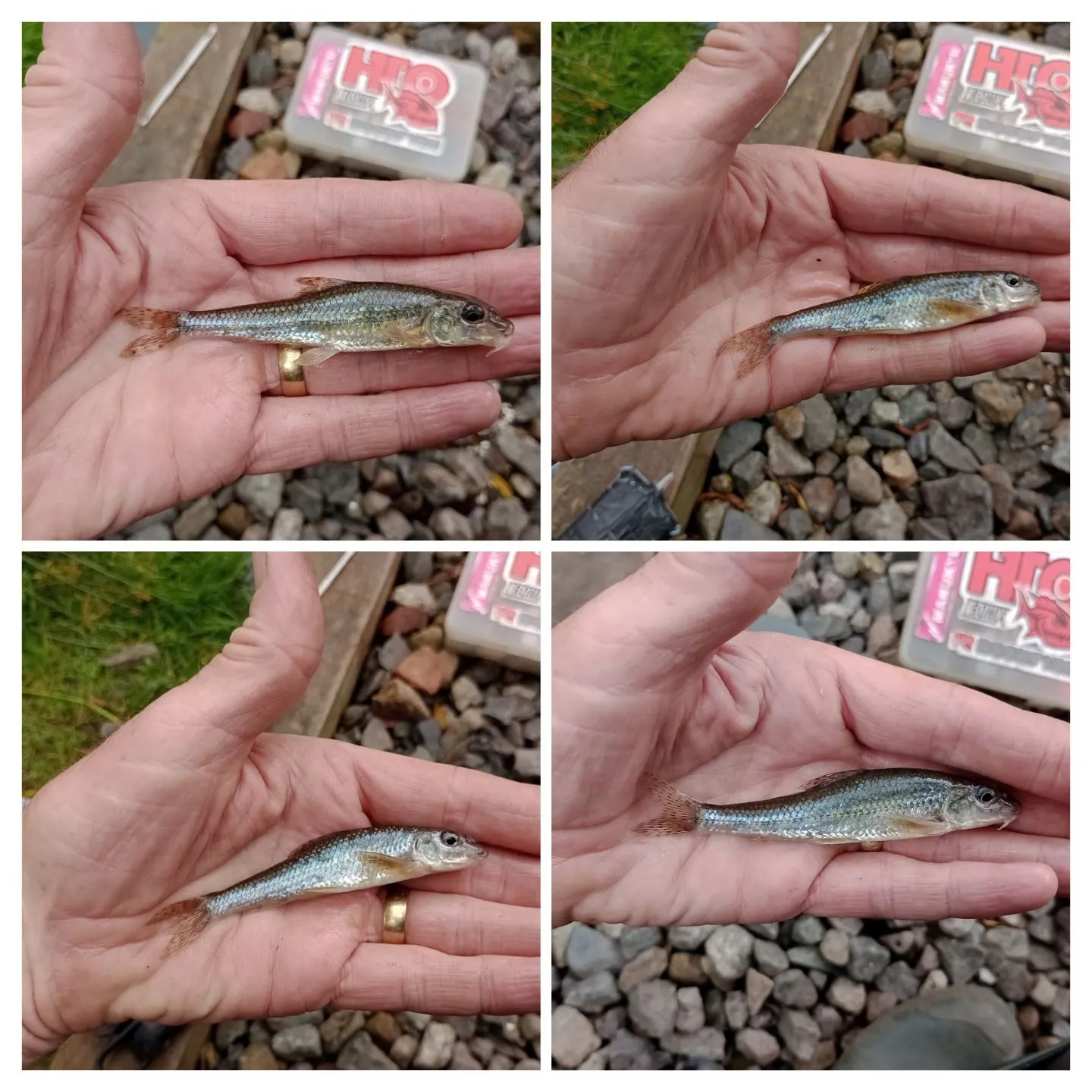 The most recent Gudgeon catches on Fishbrain
