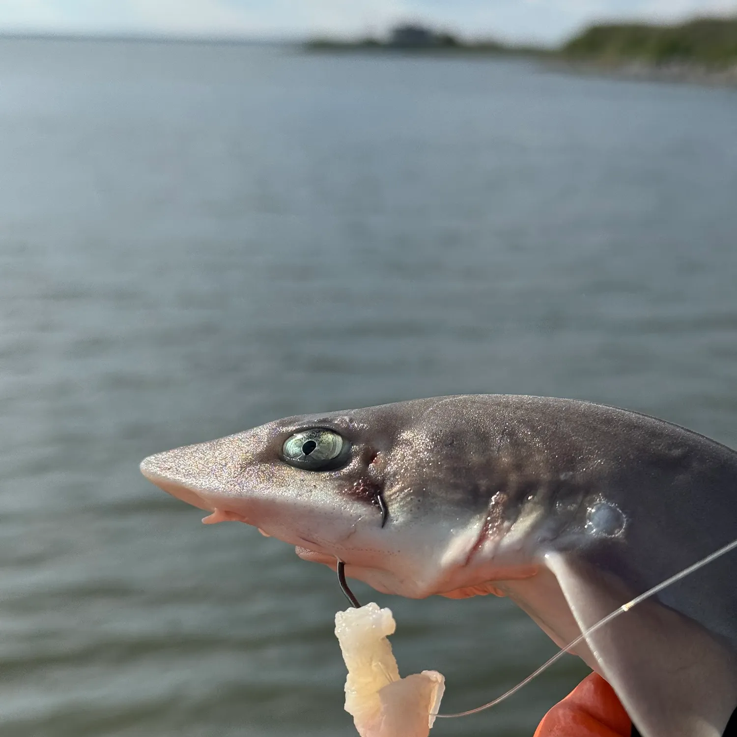 Dusky smooth-hound caught on Fishbrain