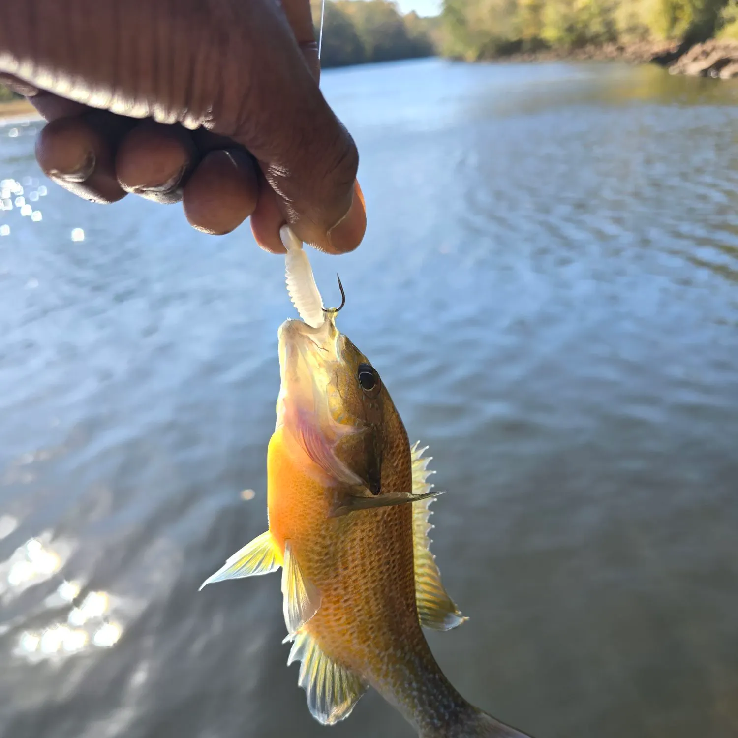 Redbreast sunfish caught on Fishbrain