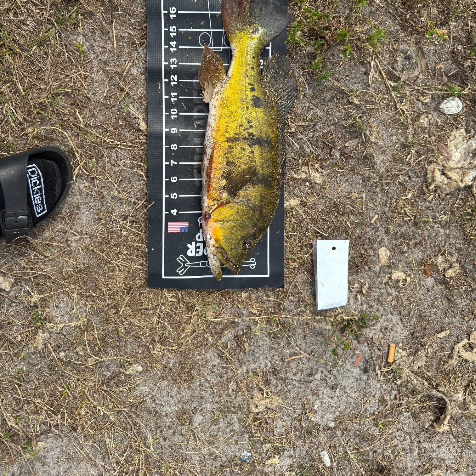 The most recent Butterfly peacock bass catches on Fishbrain