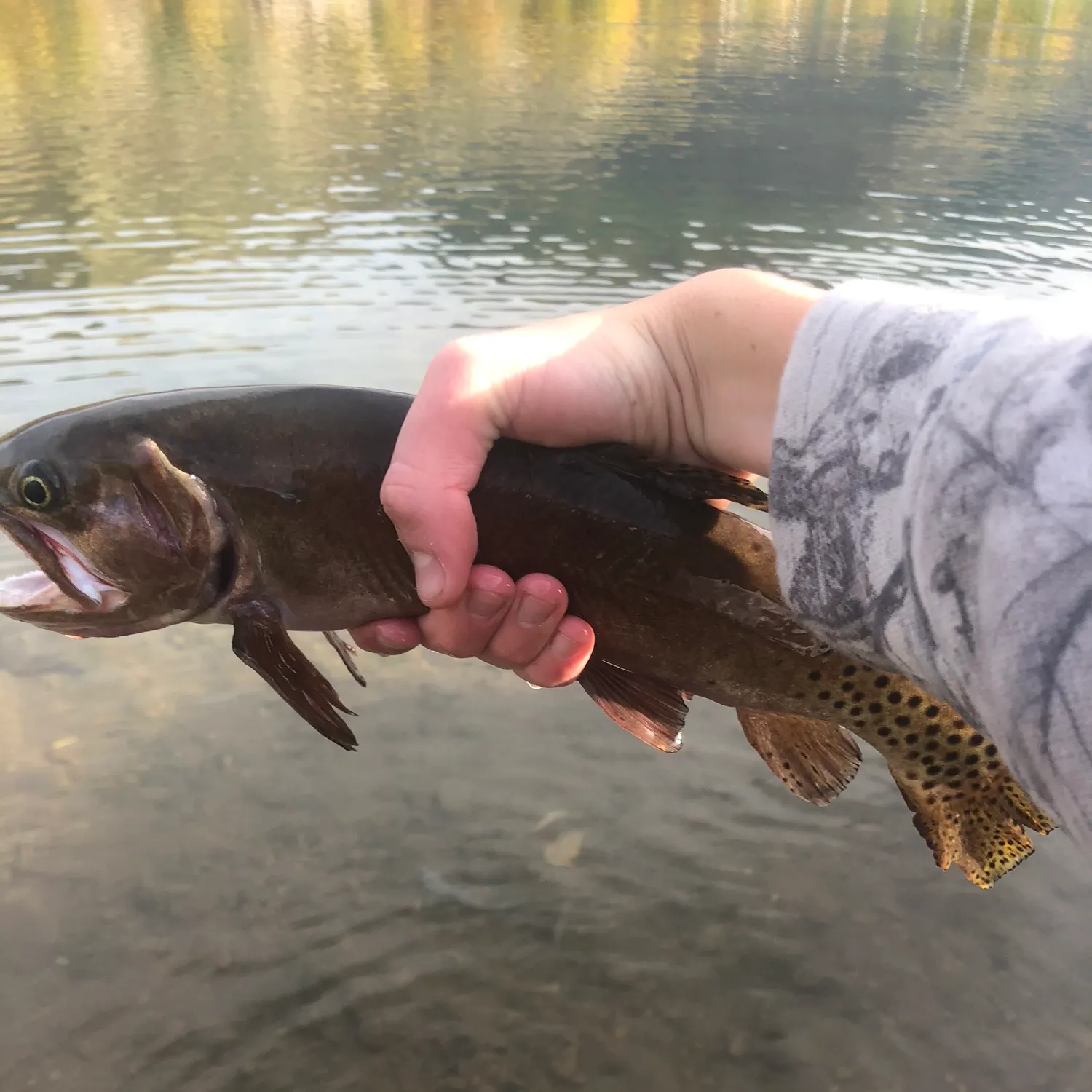 Cutthroat trout caught on Fishbrain