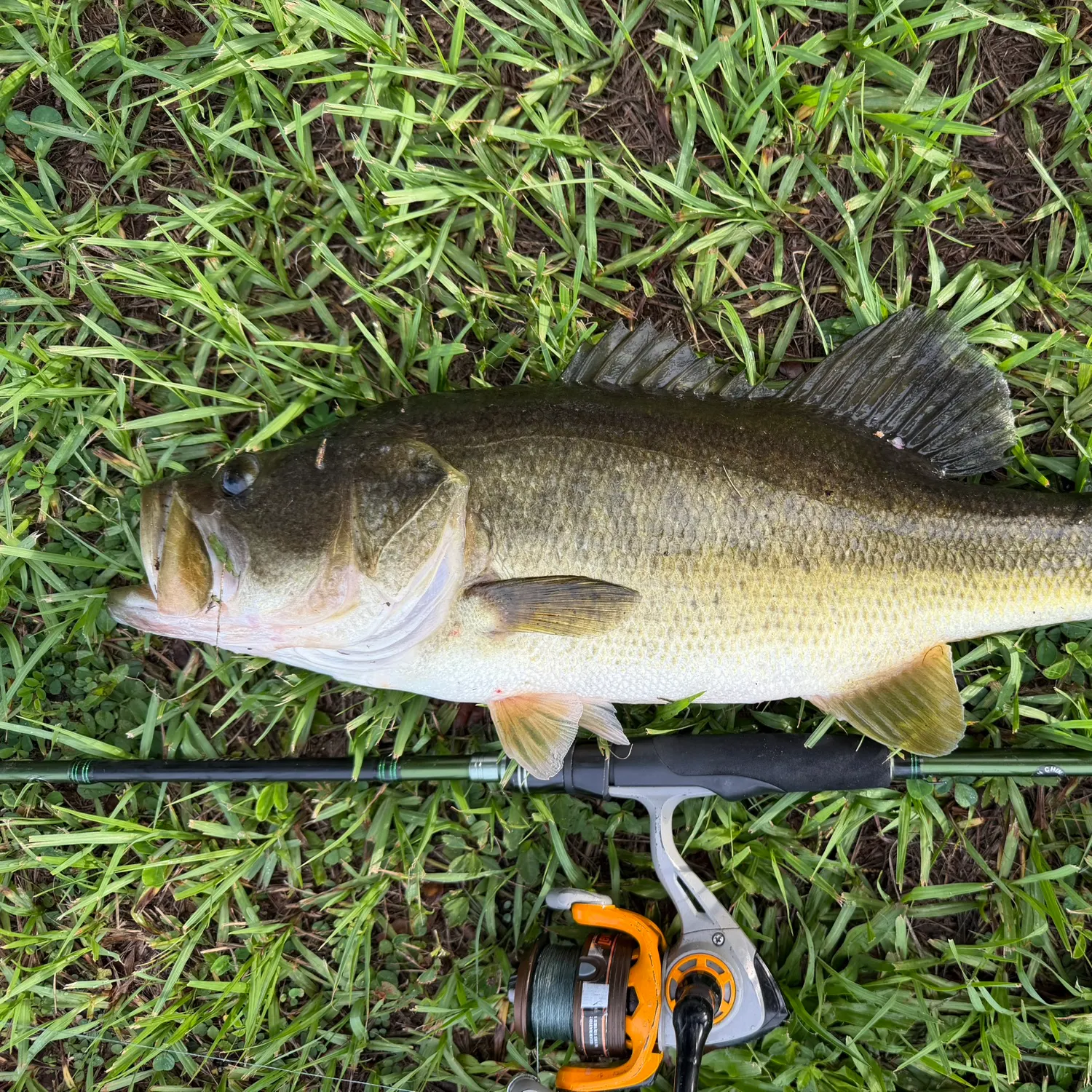 Fish caught on Fishbrain