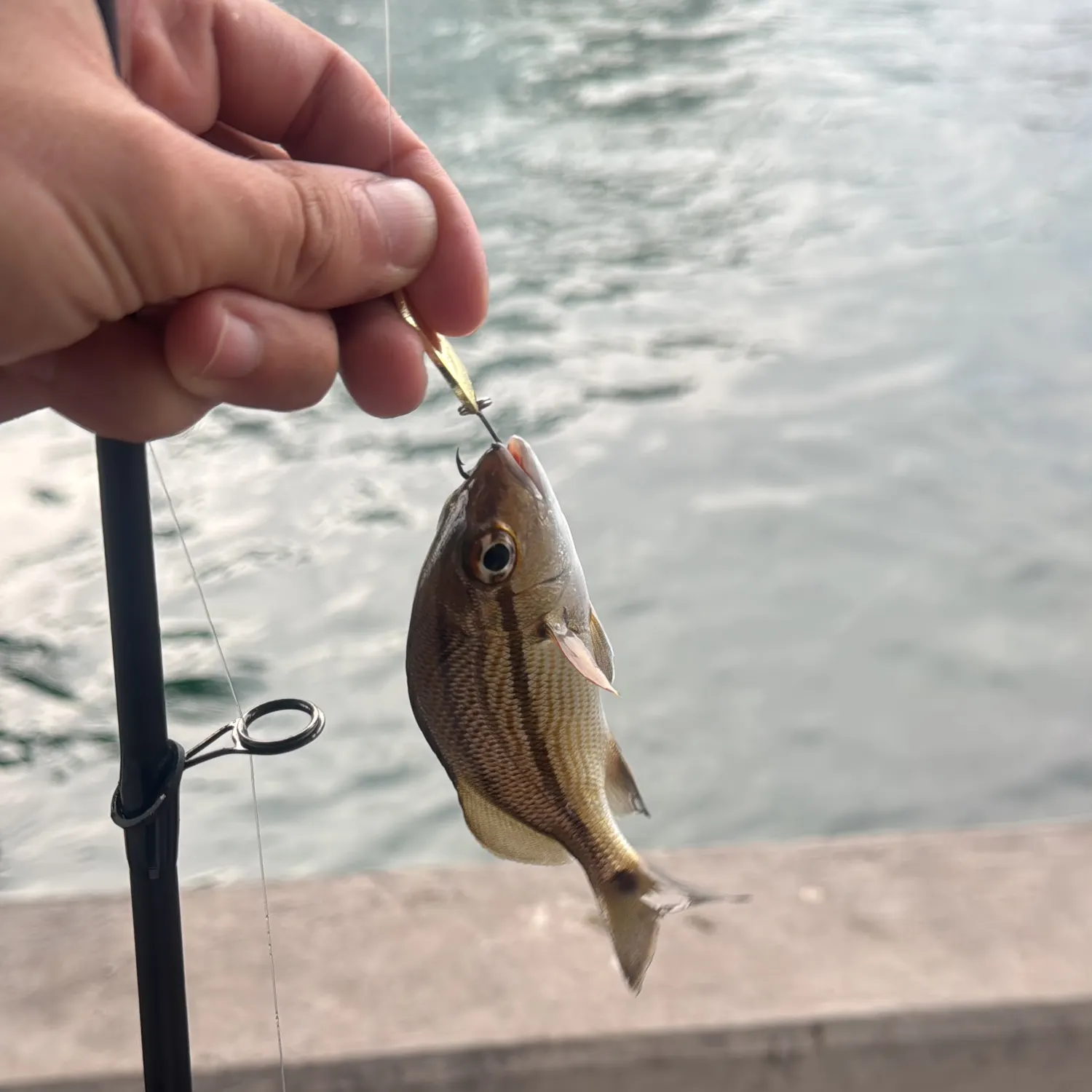 Tomtate grunt caught on Fishbrain