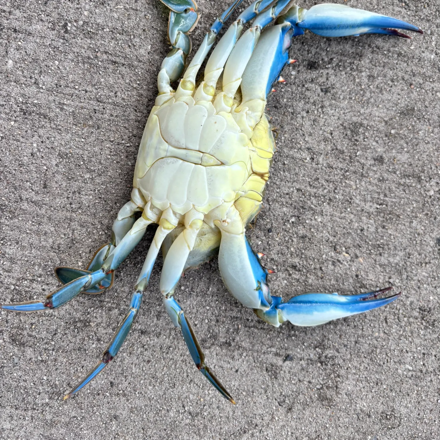 Blue crab caught on Fishbrain