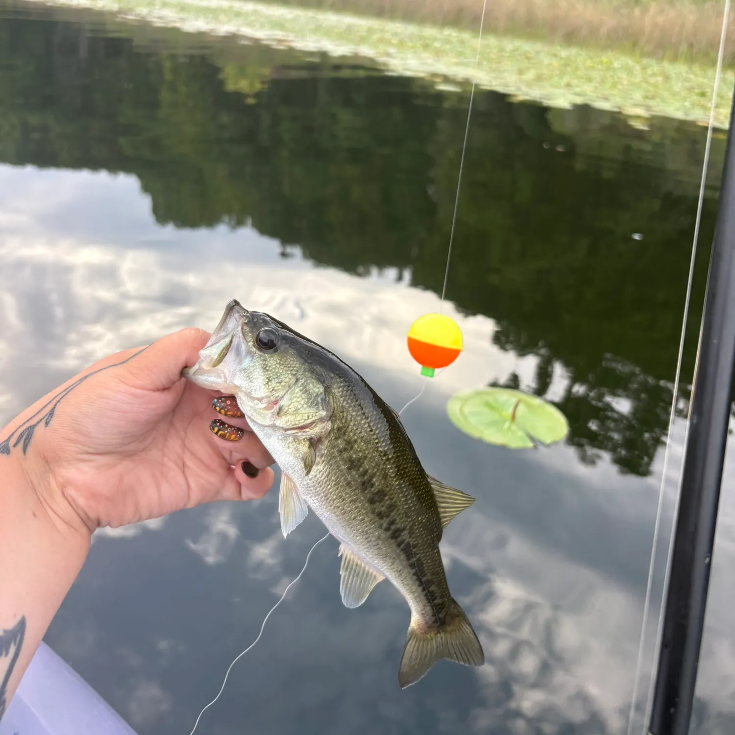 Largemouth bass caught on Fishbrain