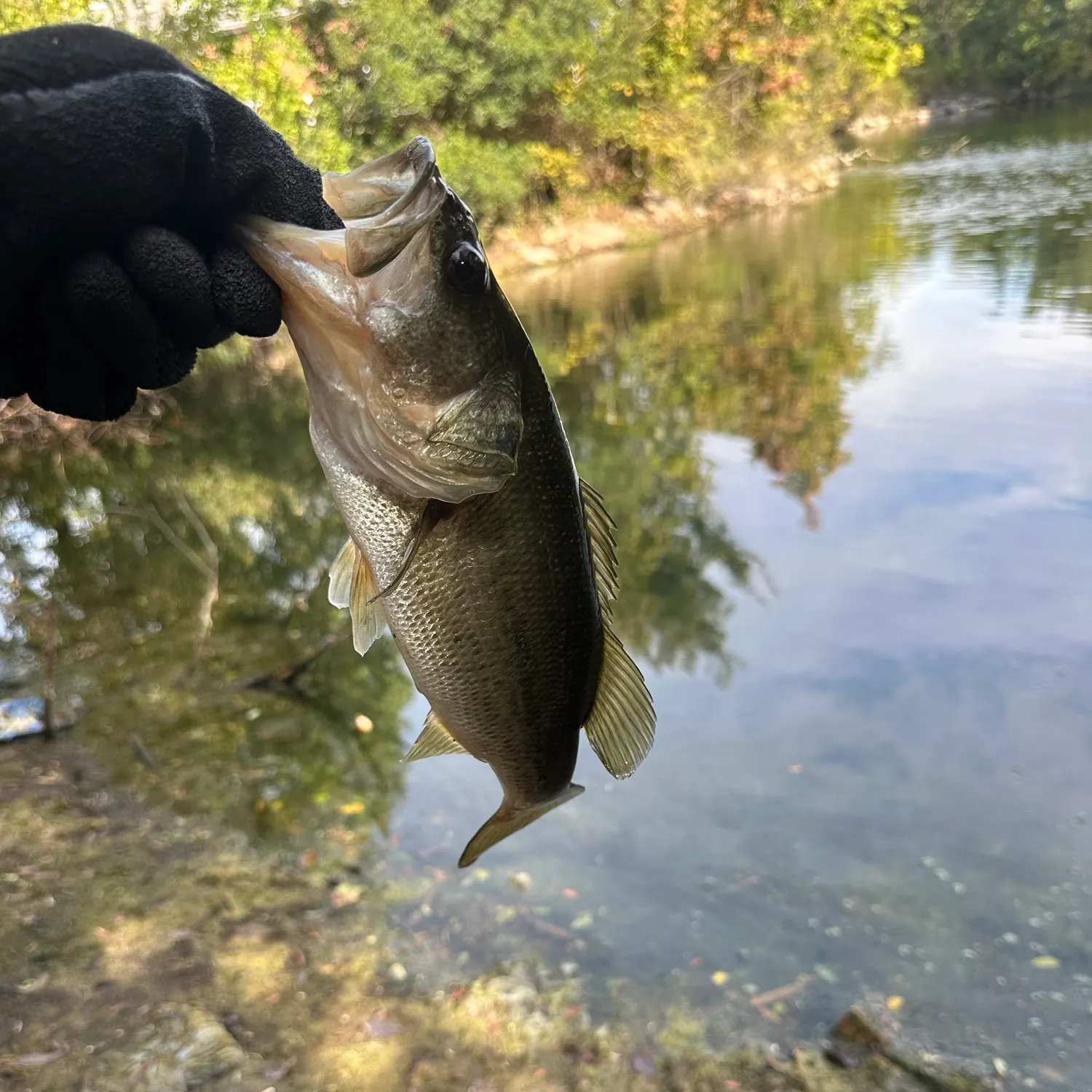 Largemouth bass caught on Fishbrain