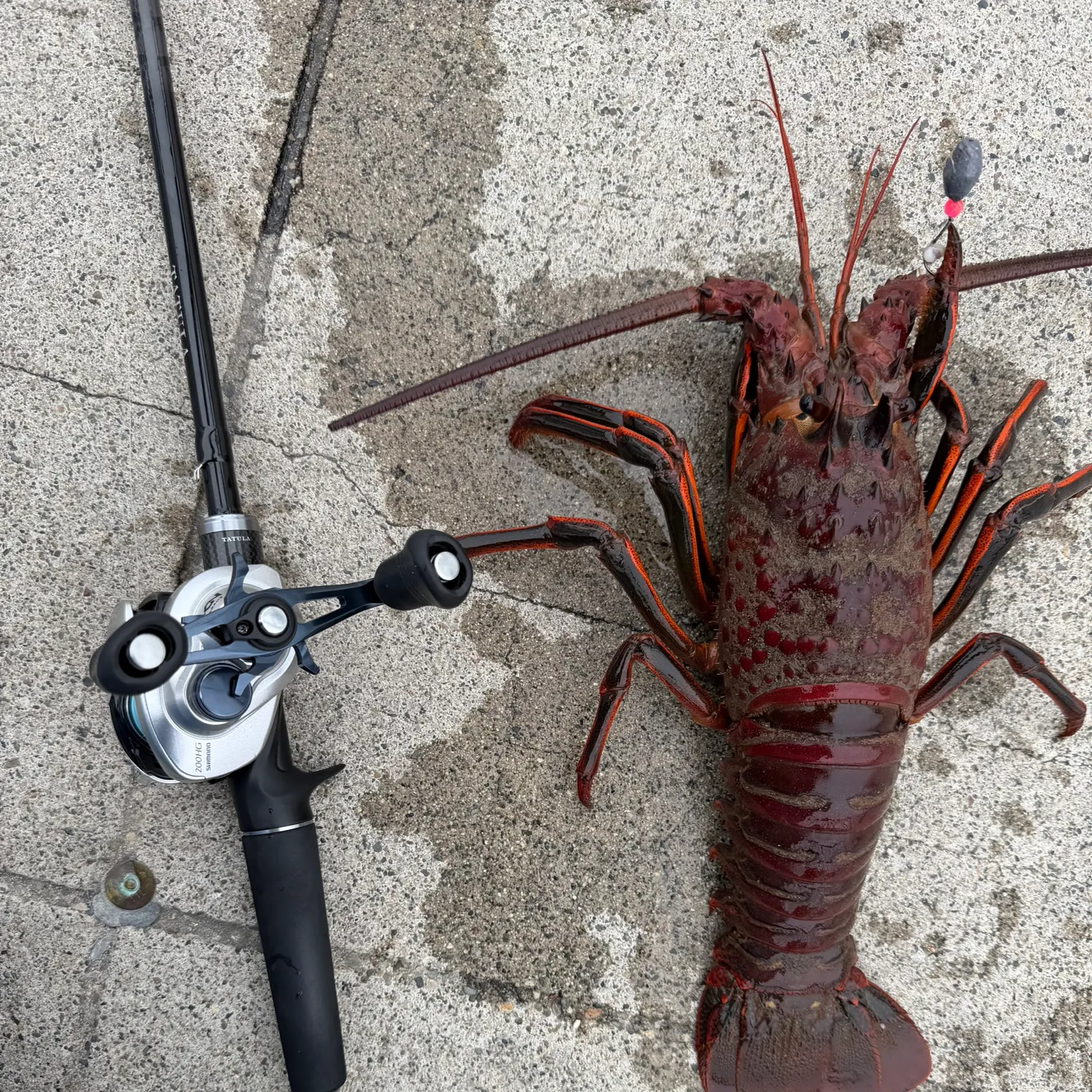 The most recent California spiny lobster catches on Fishbrain