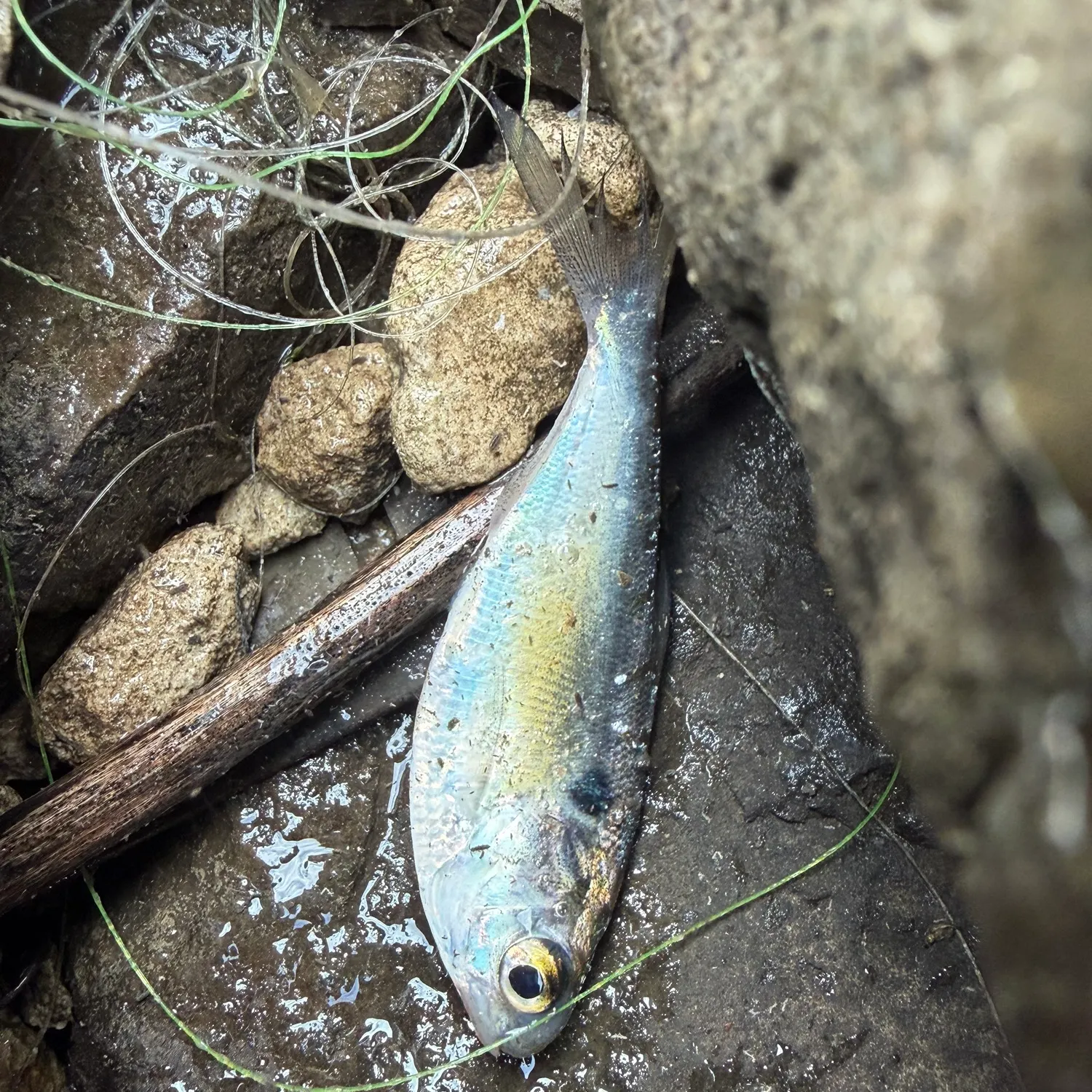 American gizzard shad caught on Fishbrain