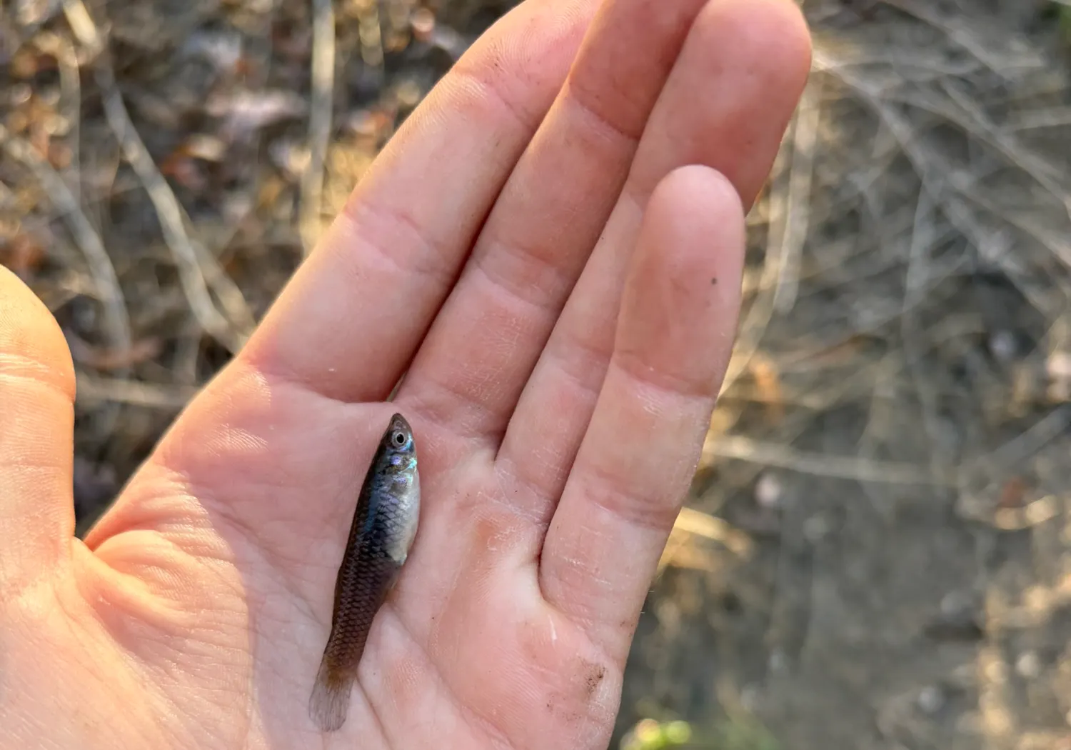 Western mosquitofish