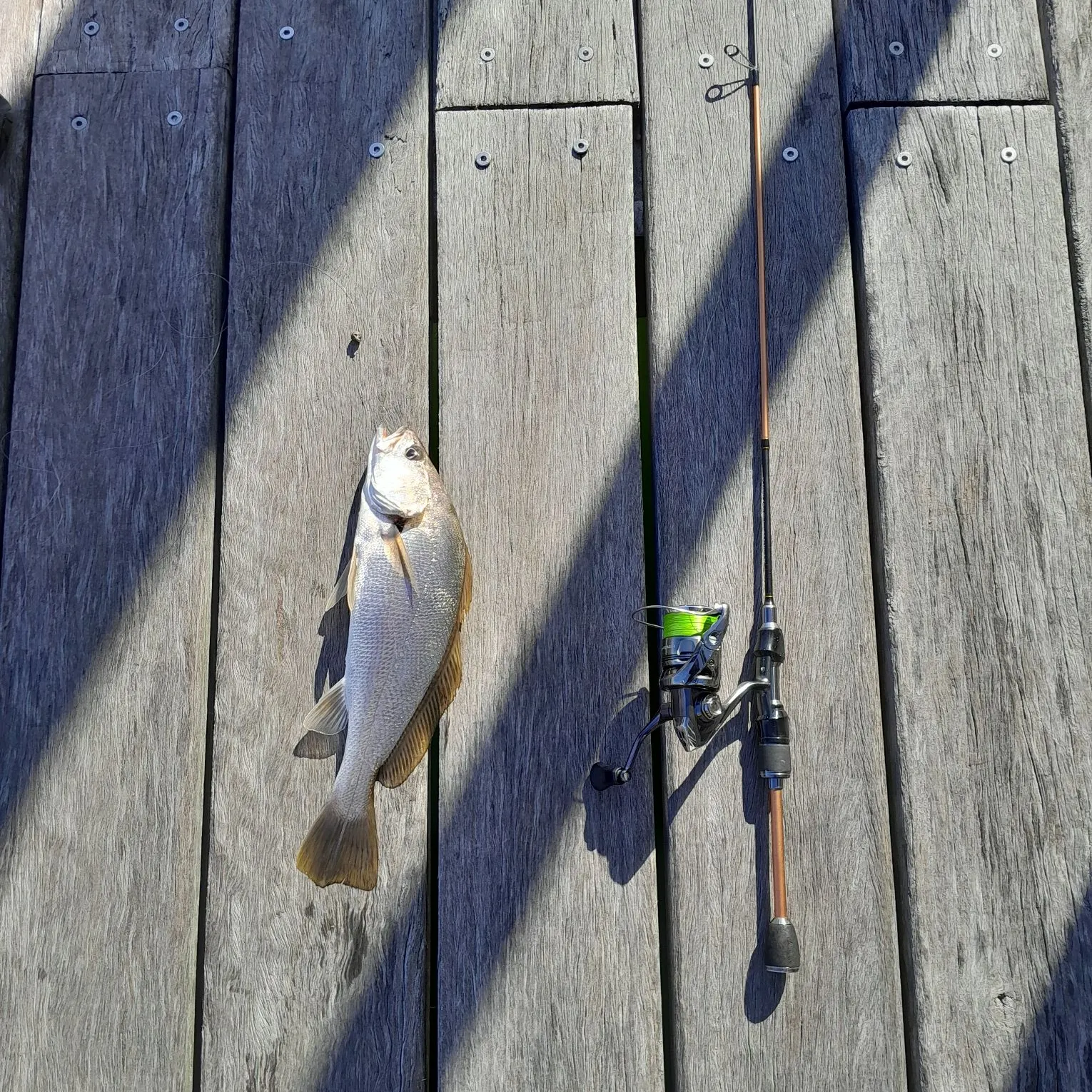 The most recent Sergeant Baker catches on Fishbrain