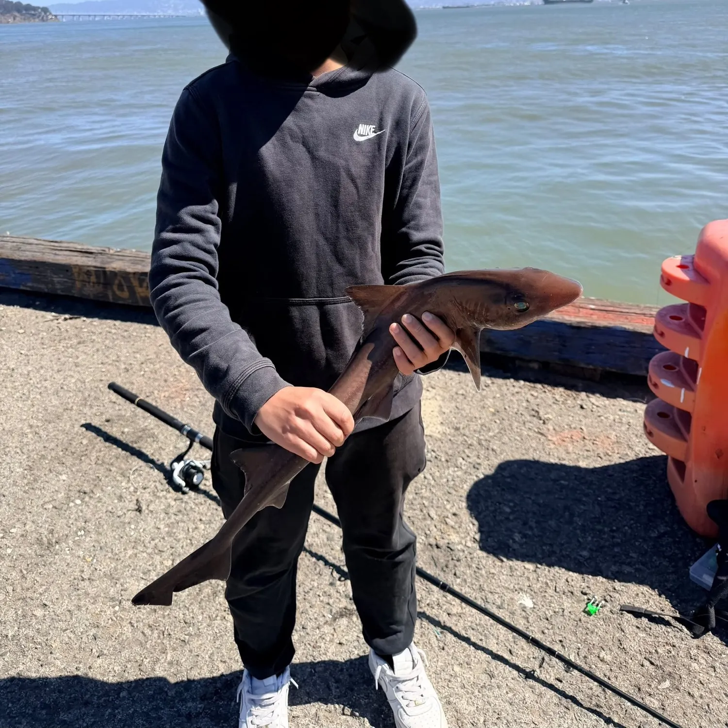 The most recent Brown smooth-hound catches on Fishbrain