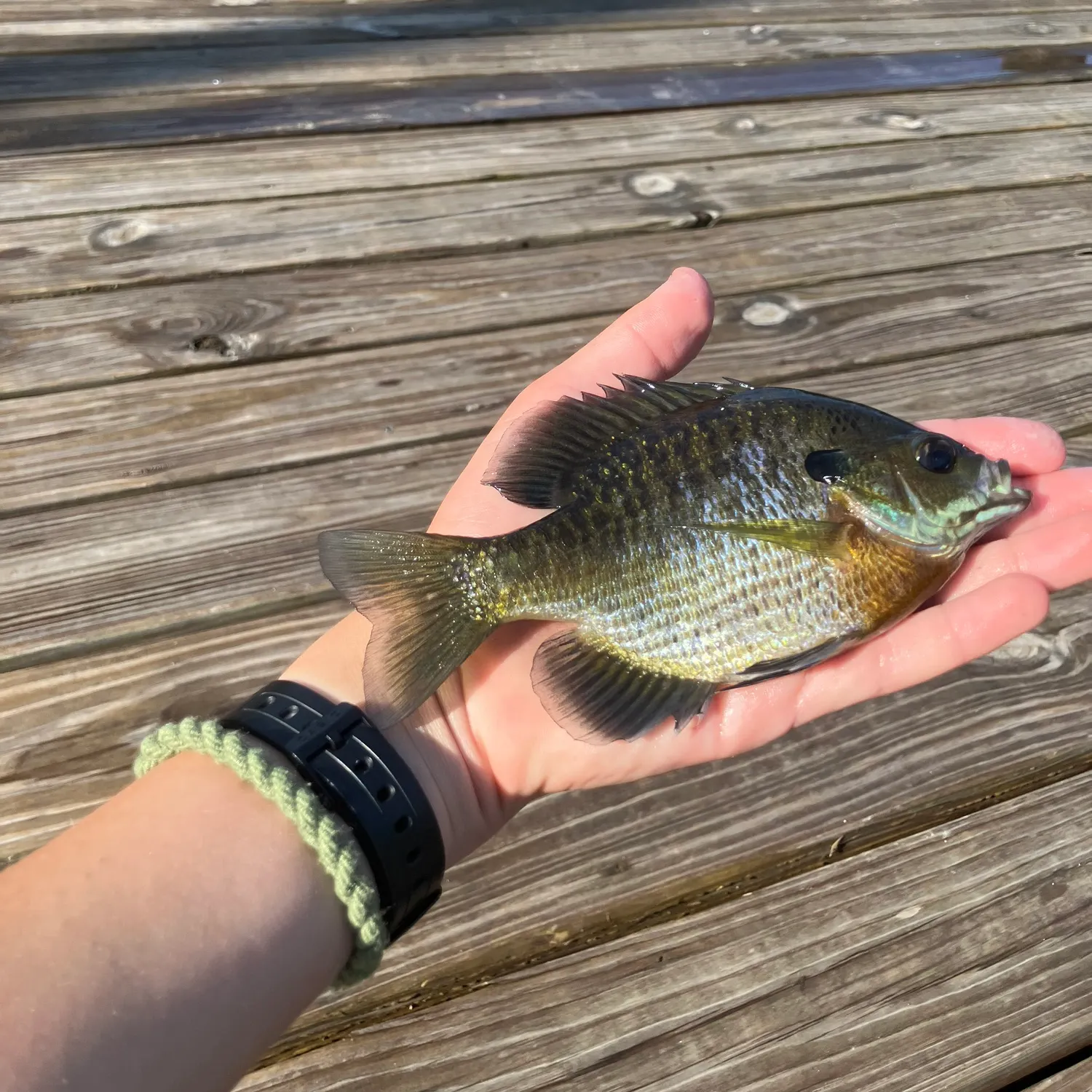 recently logged catches