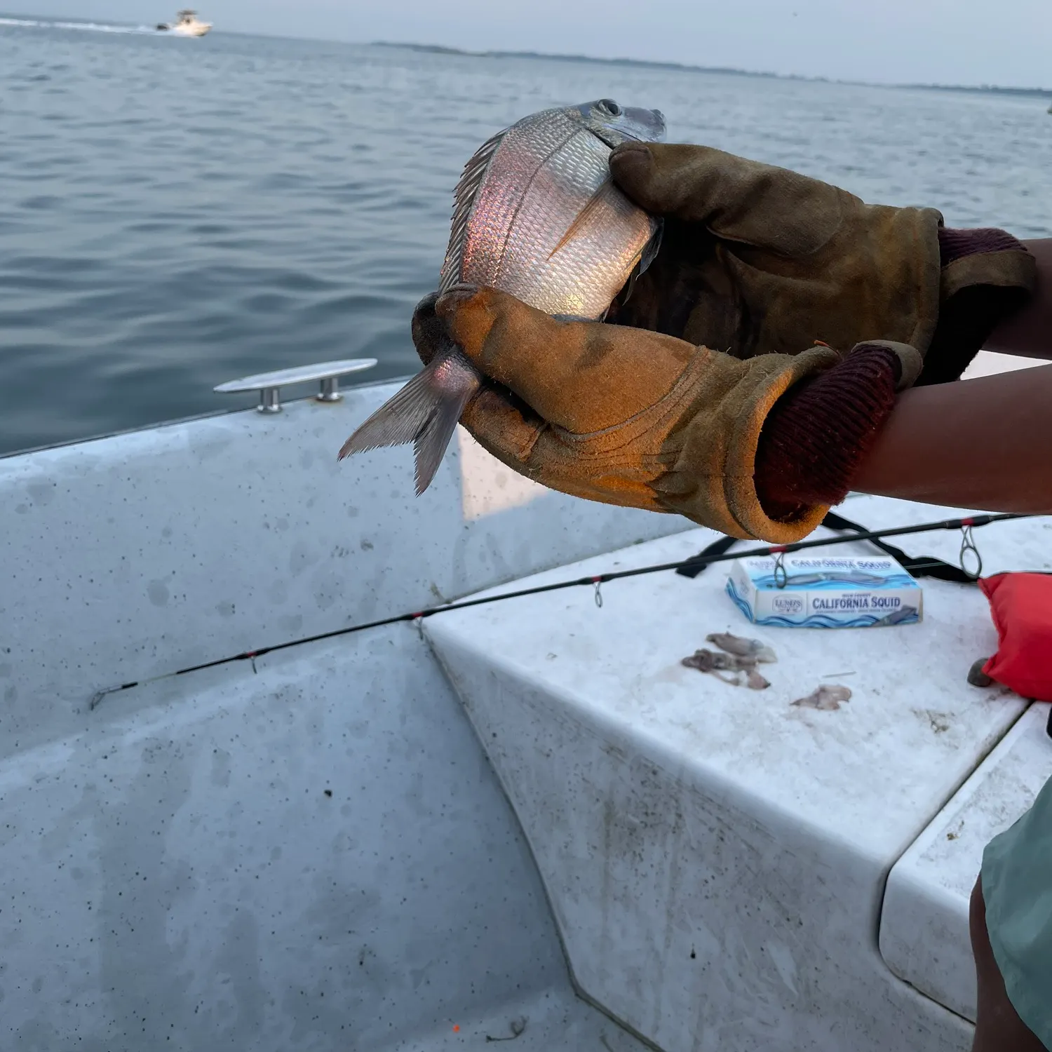 Scup caught on Fishbrain