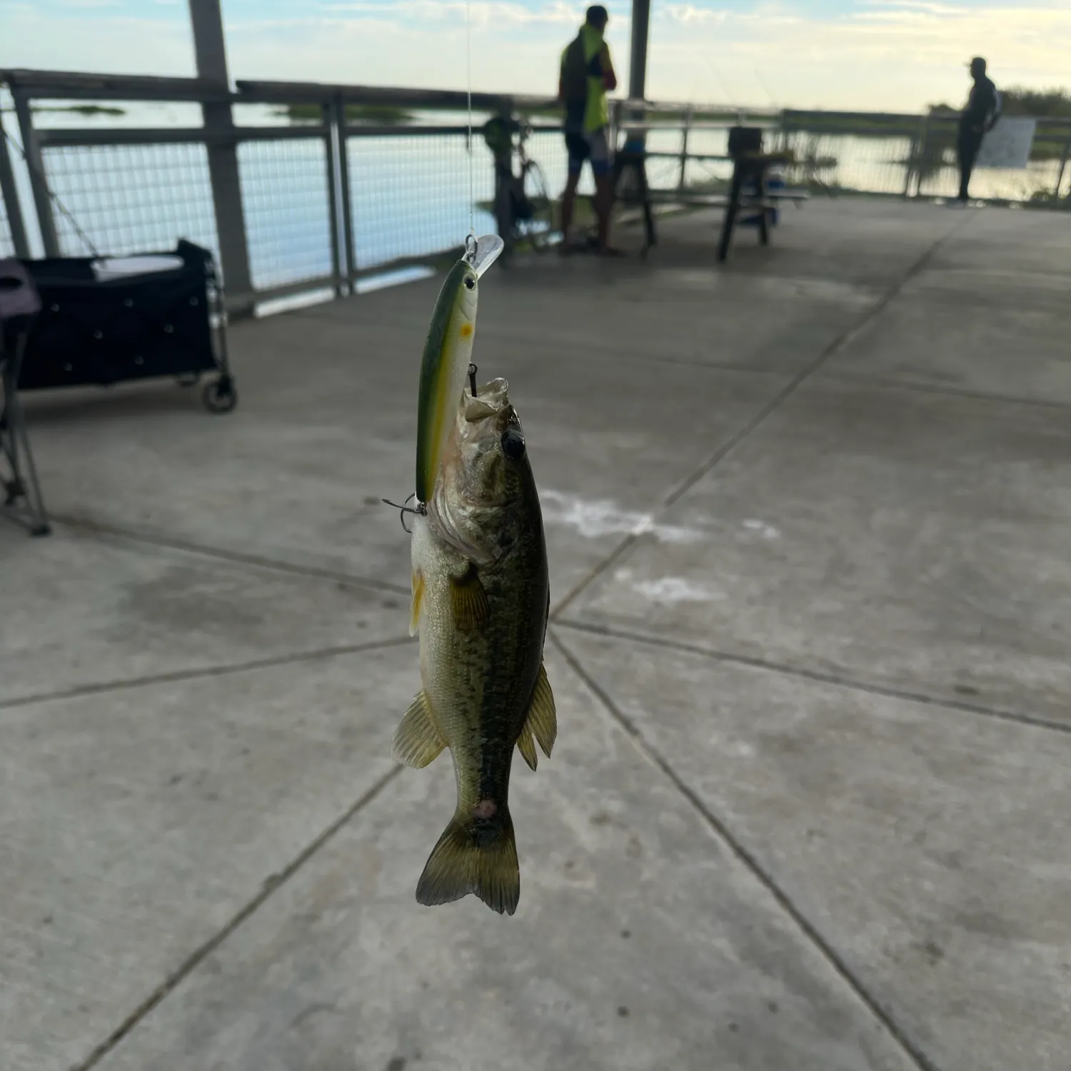 Spotted bass caught on Fishbrain