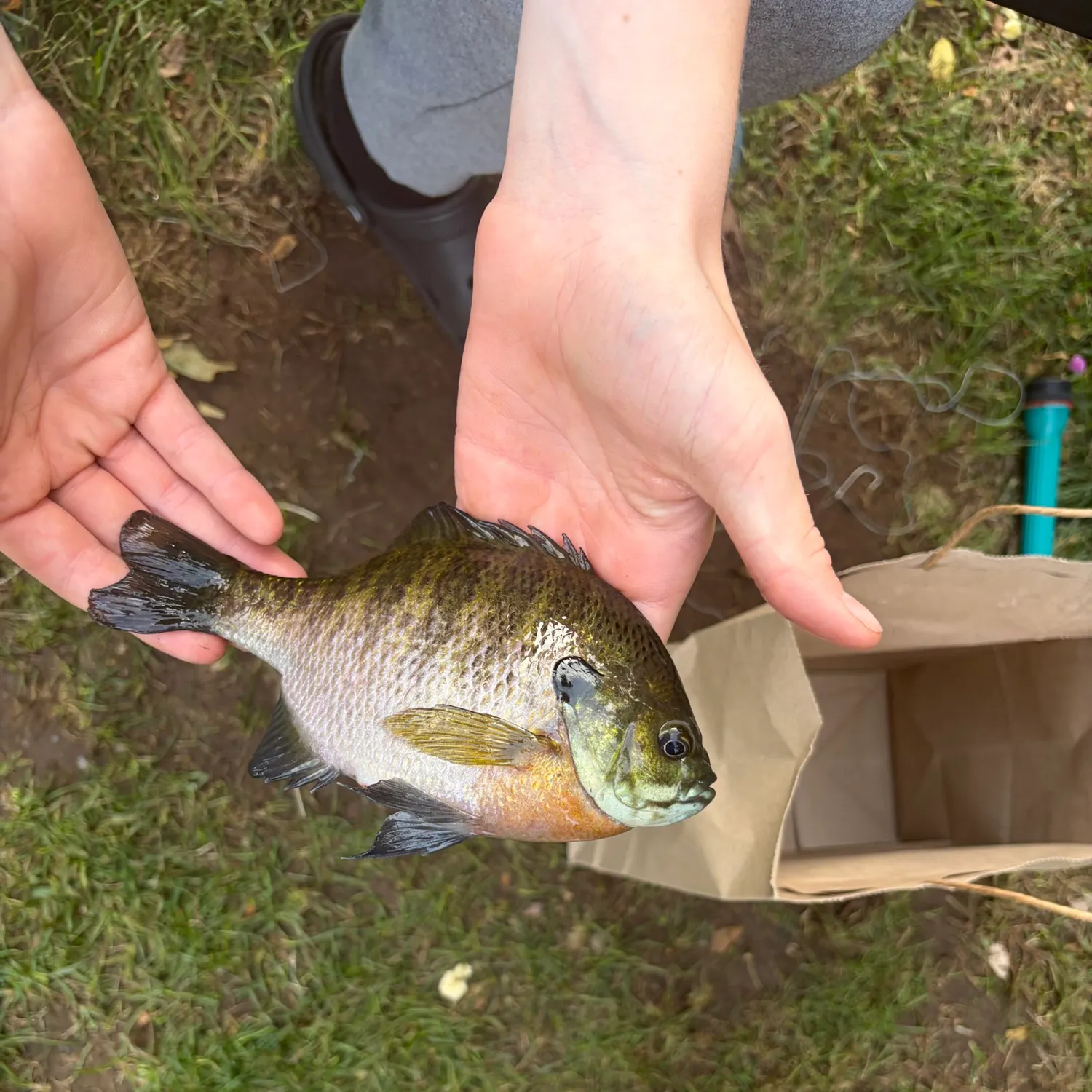 catch
