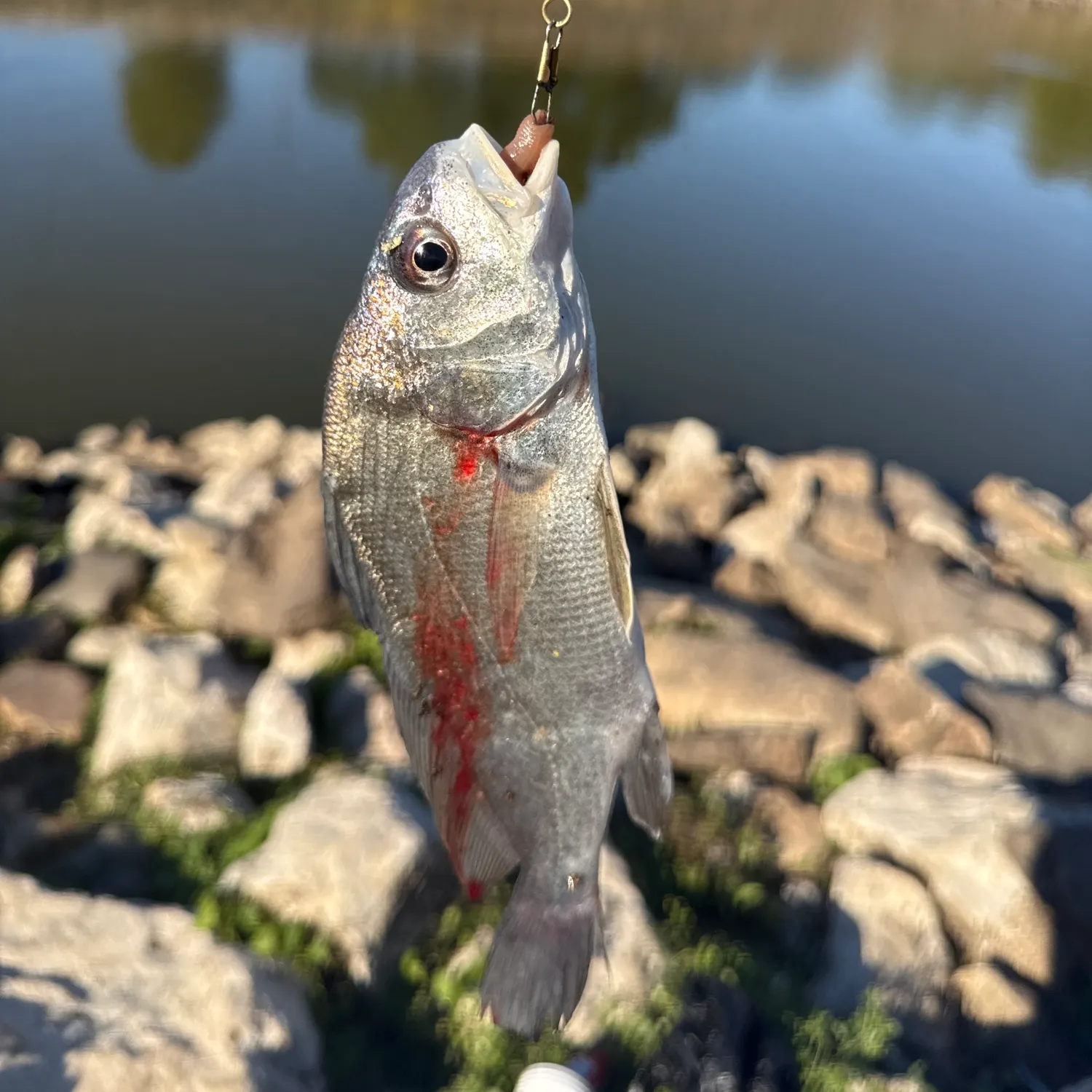 Freshwater drum caught on Fishbrain