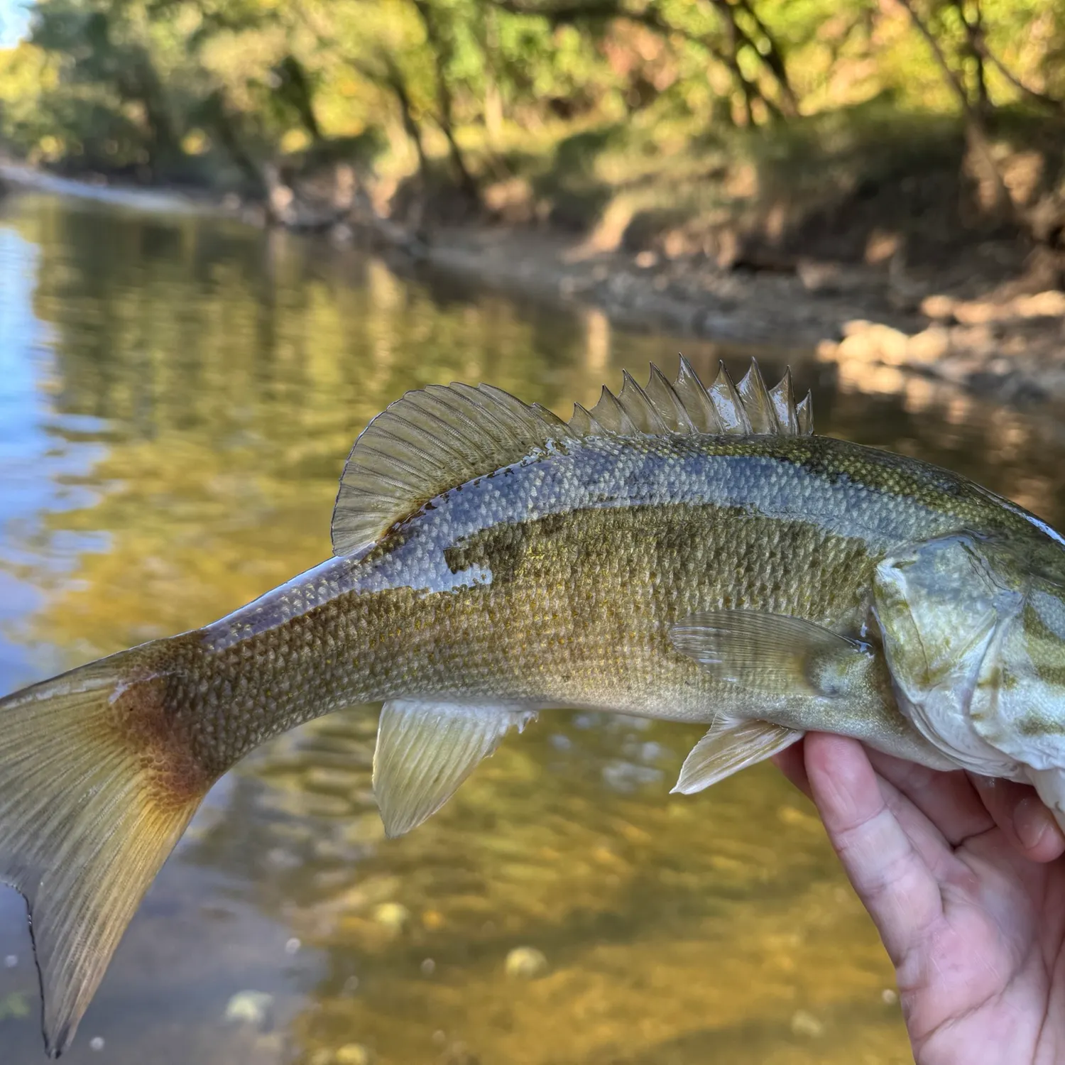 Smallmouth bass caught on Fishbrain