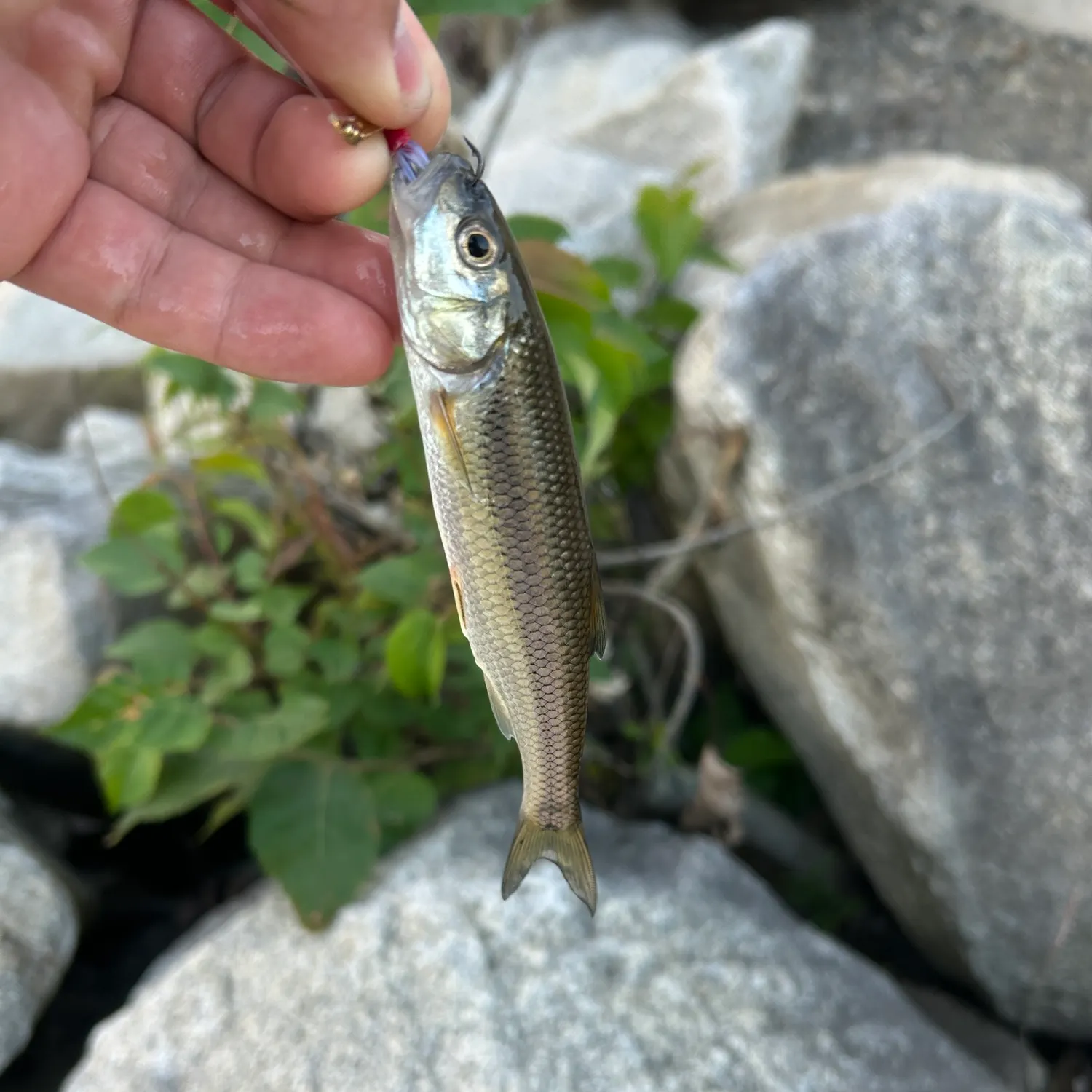 Creek chub caught on Fishbrain