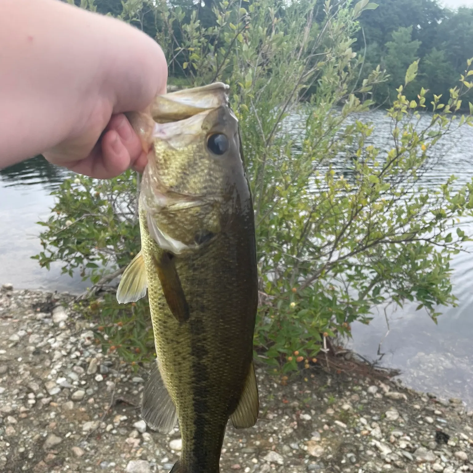 The most recent Largemouth bass catches on Fishbrain