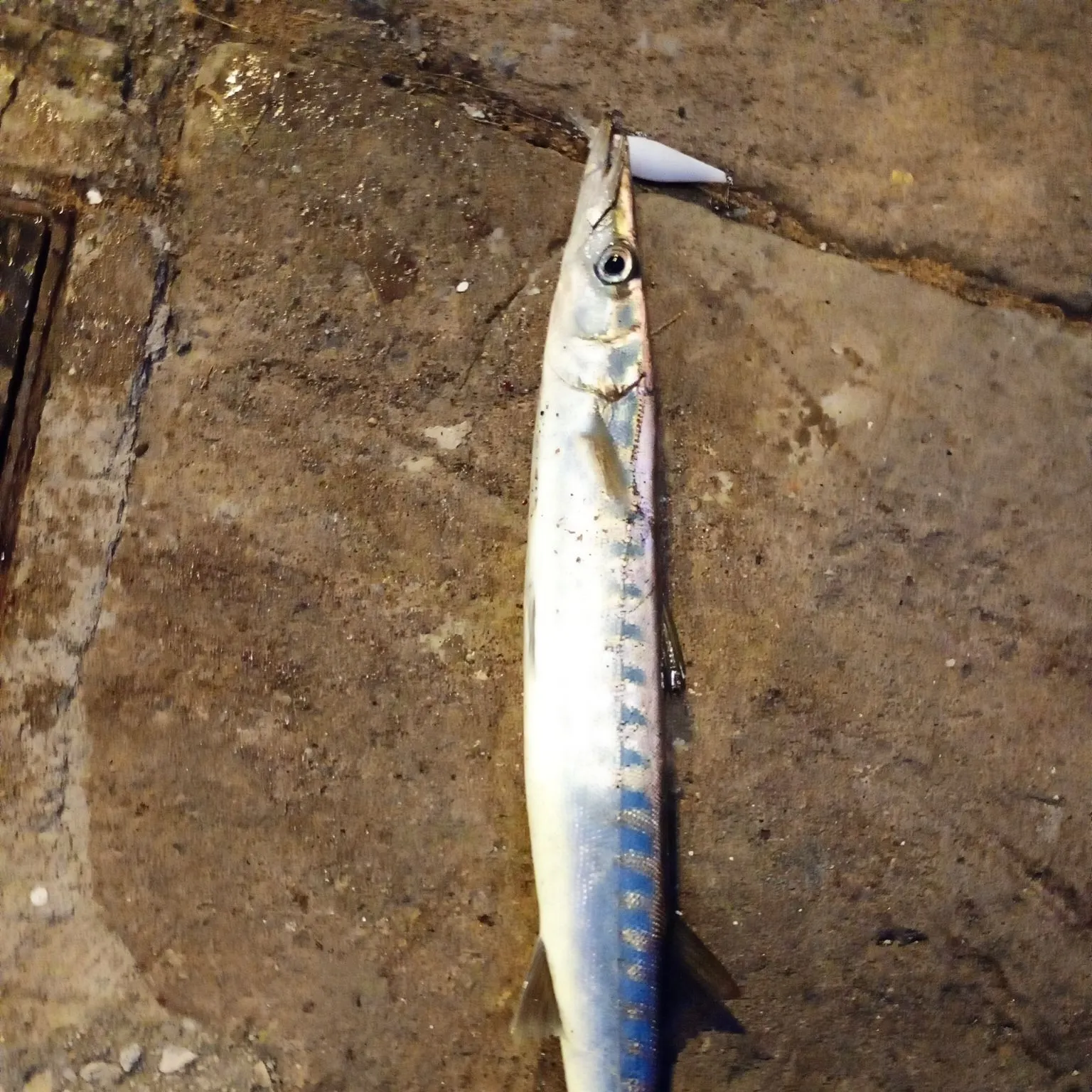 The most recent Mexican barracuda catches on Fishbrain