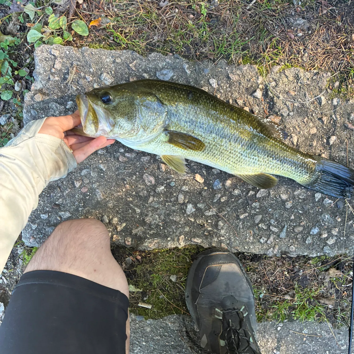 Largemouth bass caught on Fishbrain