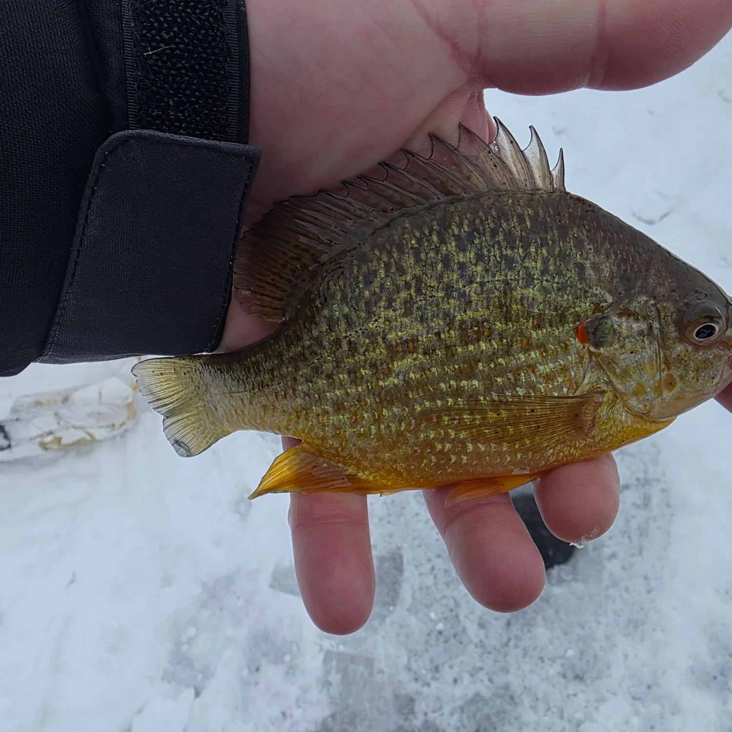The most recent Pumpkinseed catches on Fishbrain