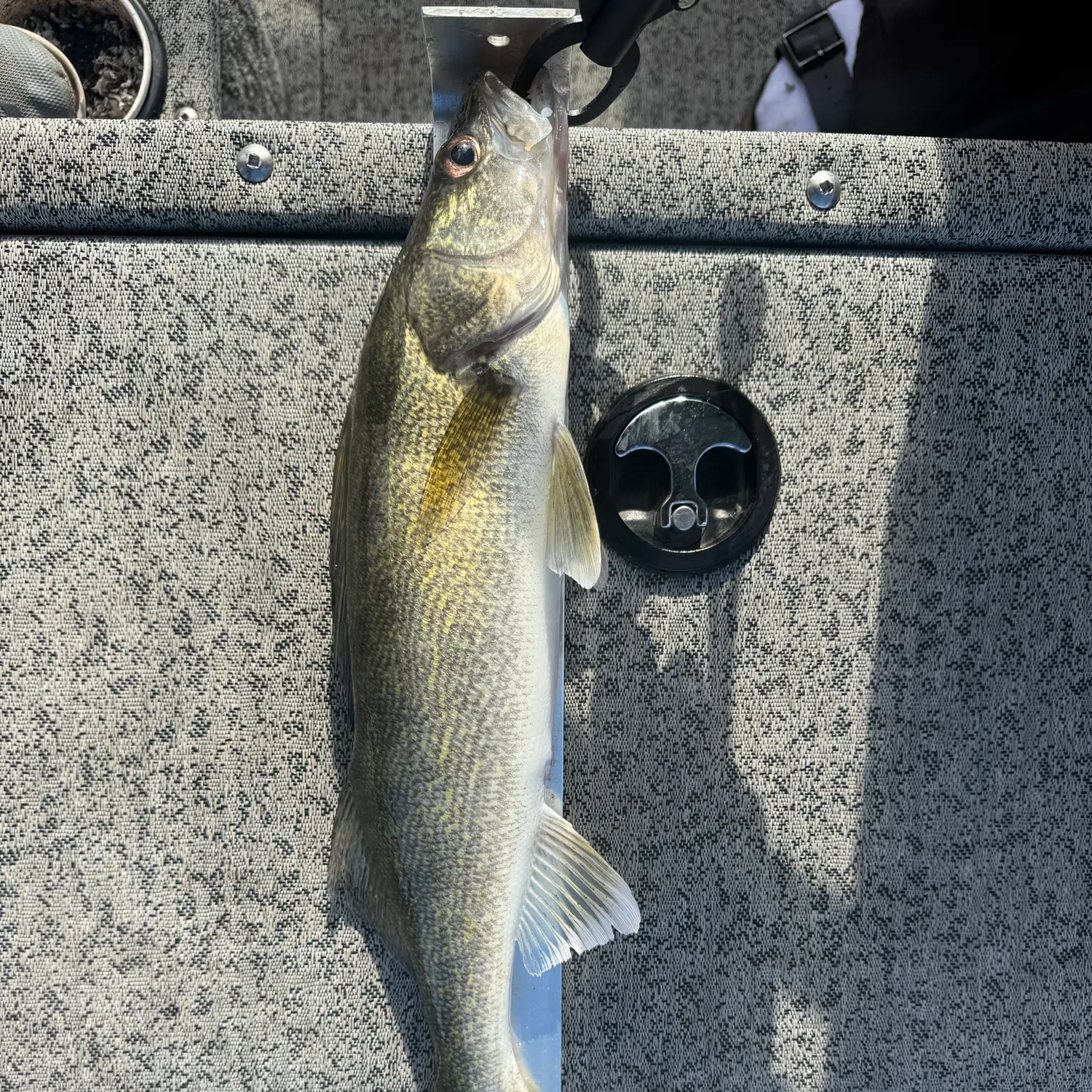 Walleye caught on Fishbrain