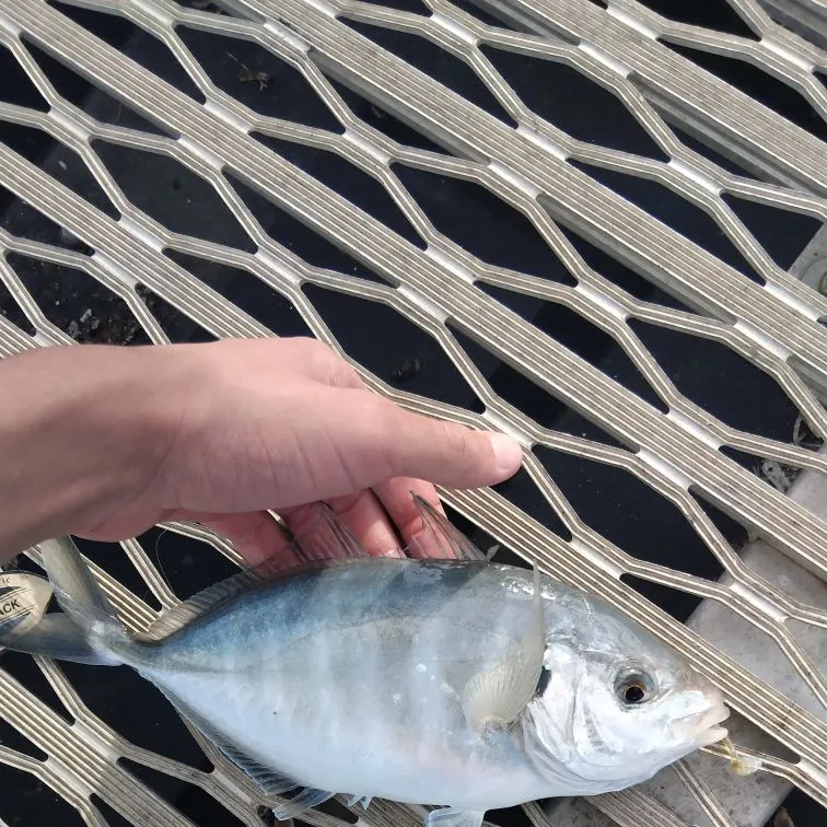 The most recent White trevally catches on Fishbrain