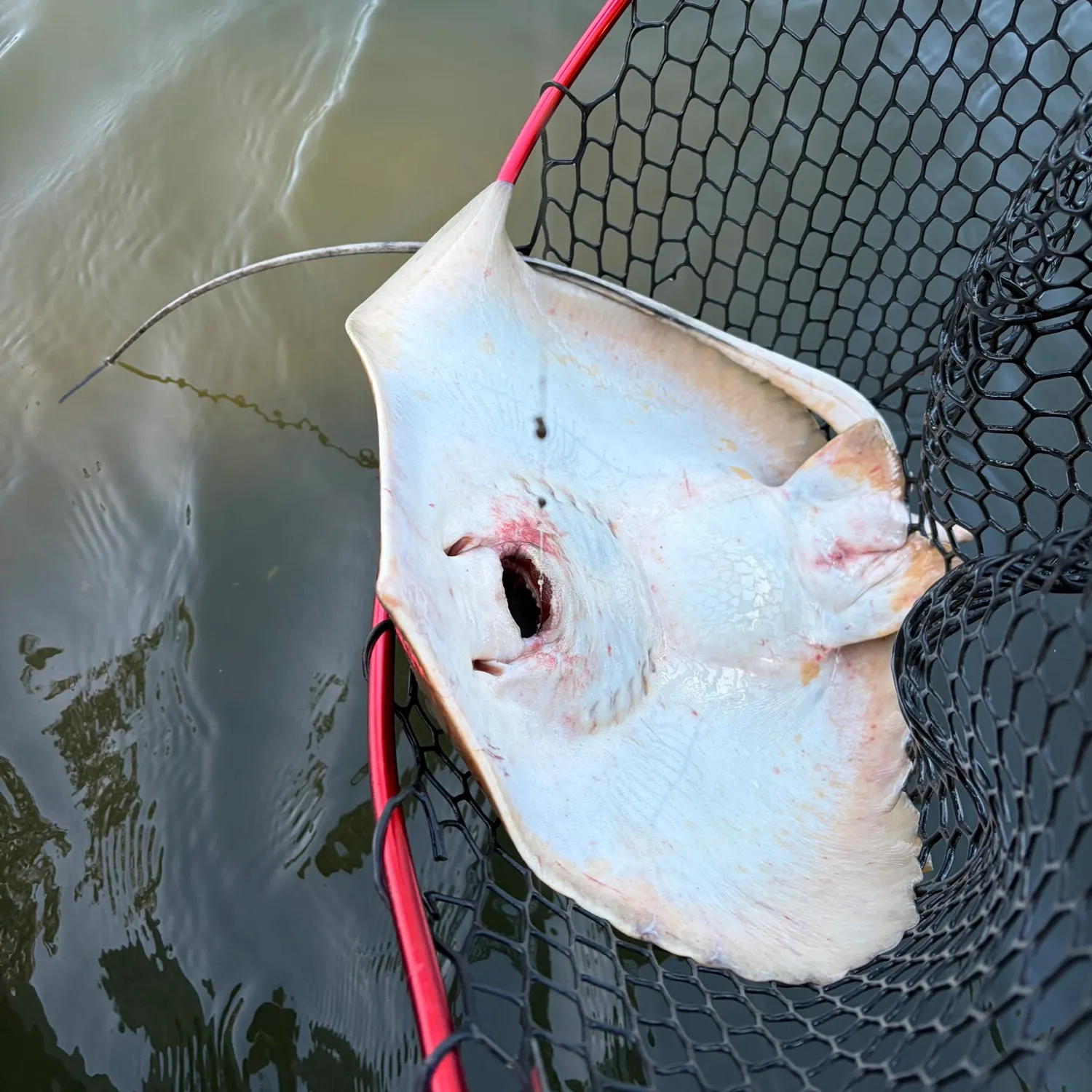 The most recent Common stingray catches on Fishbrain