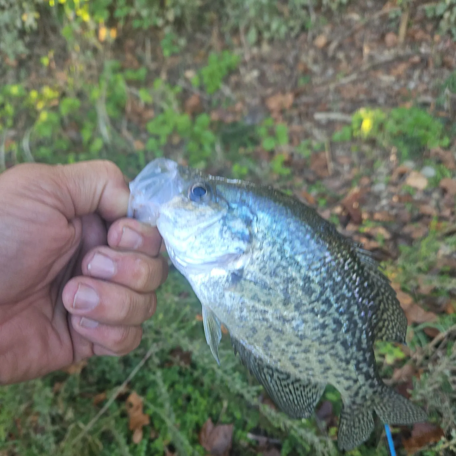 Black crappie caught on Fishbrain