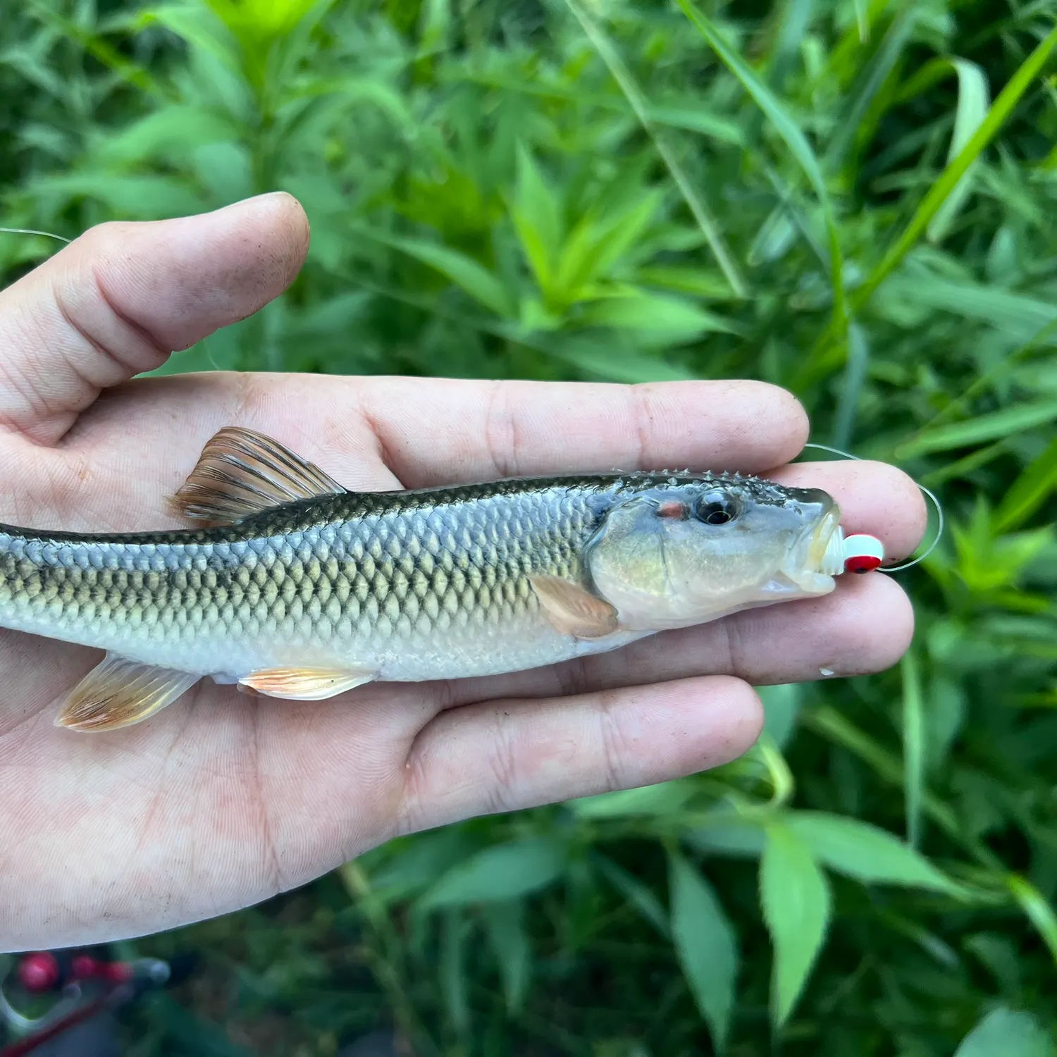 The most recent Hornyhead chub catches on Fishbrain