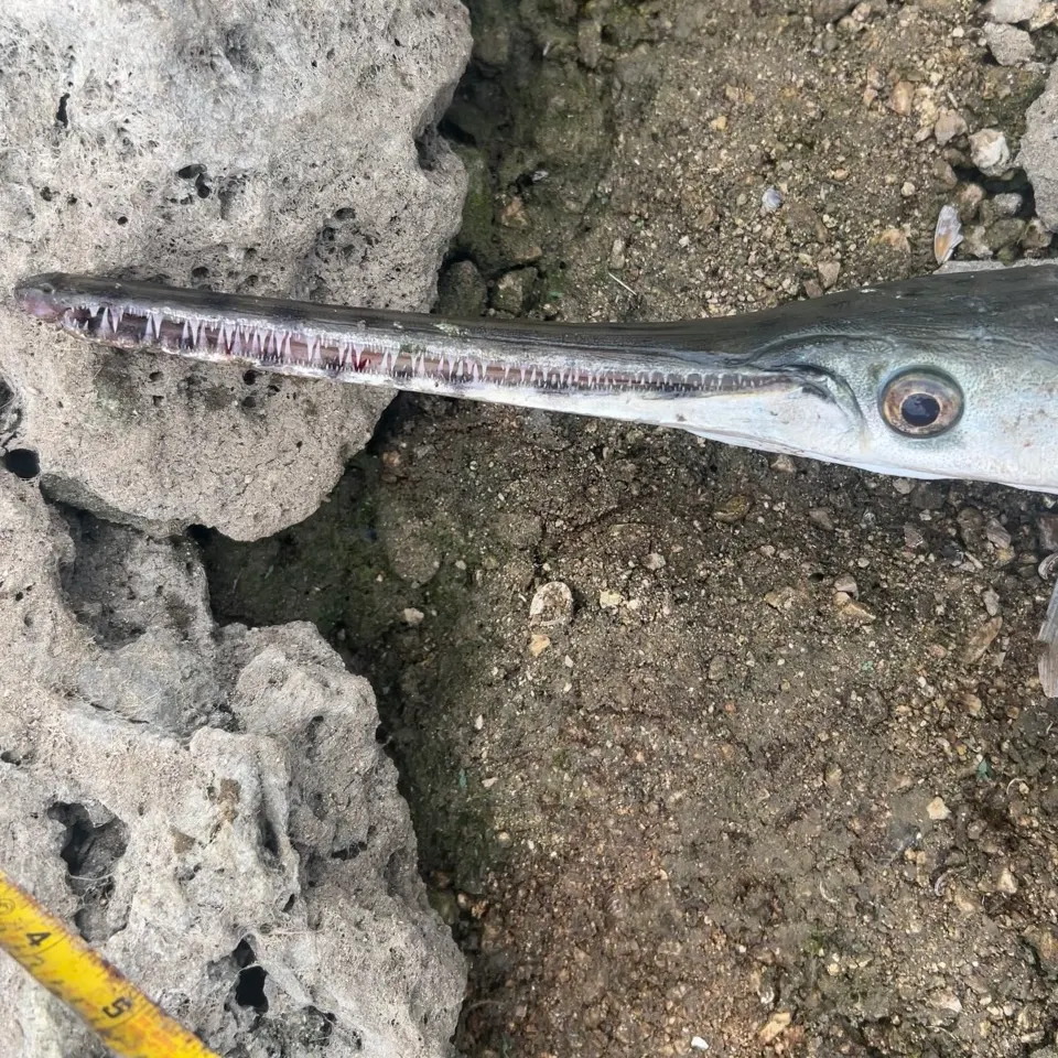 Longnose gar caught on Fishbrain