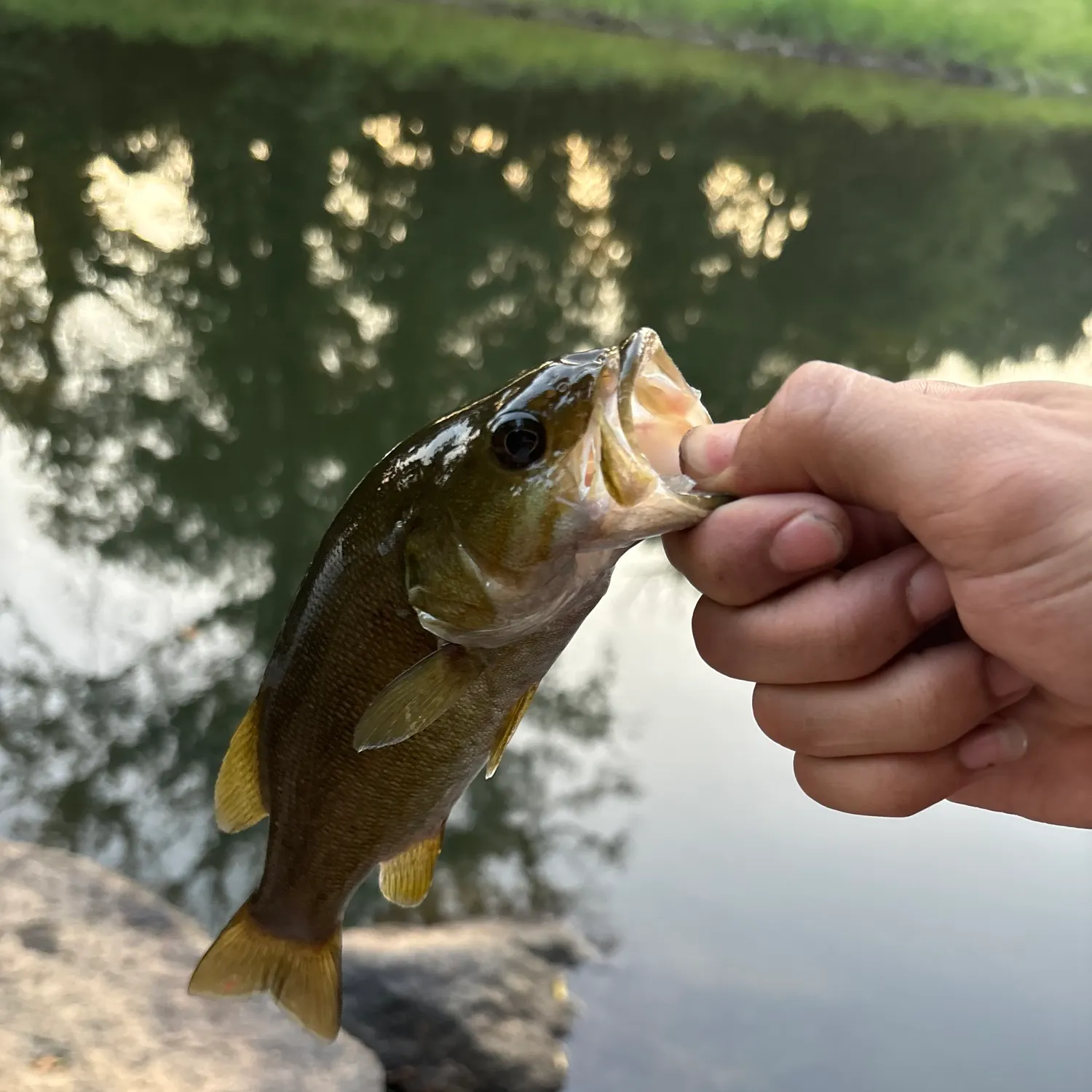 Smallmouth bass caught on Fishbrain