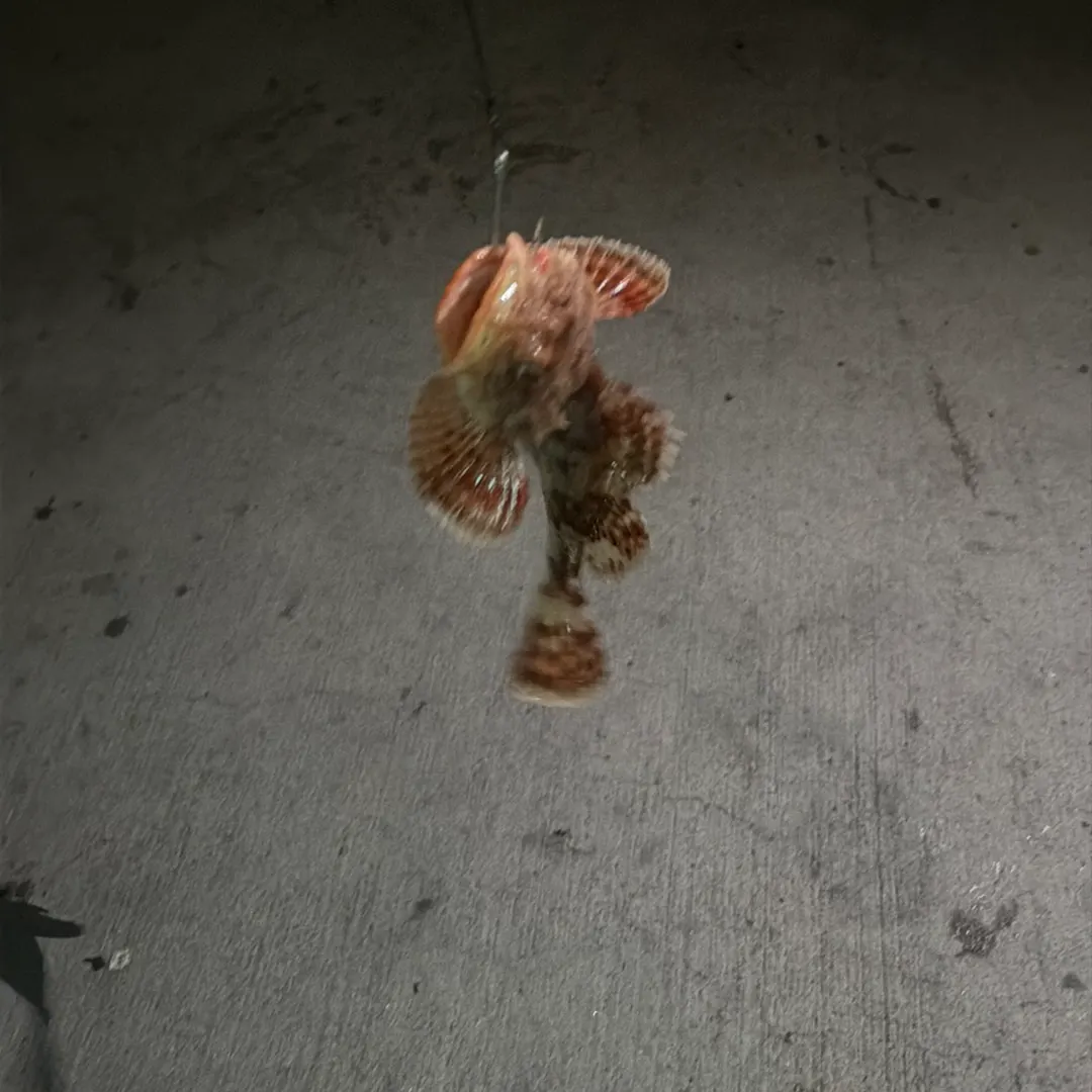 The most recent California scorpionfish catches on Fishbrain