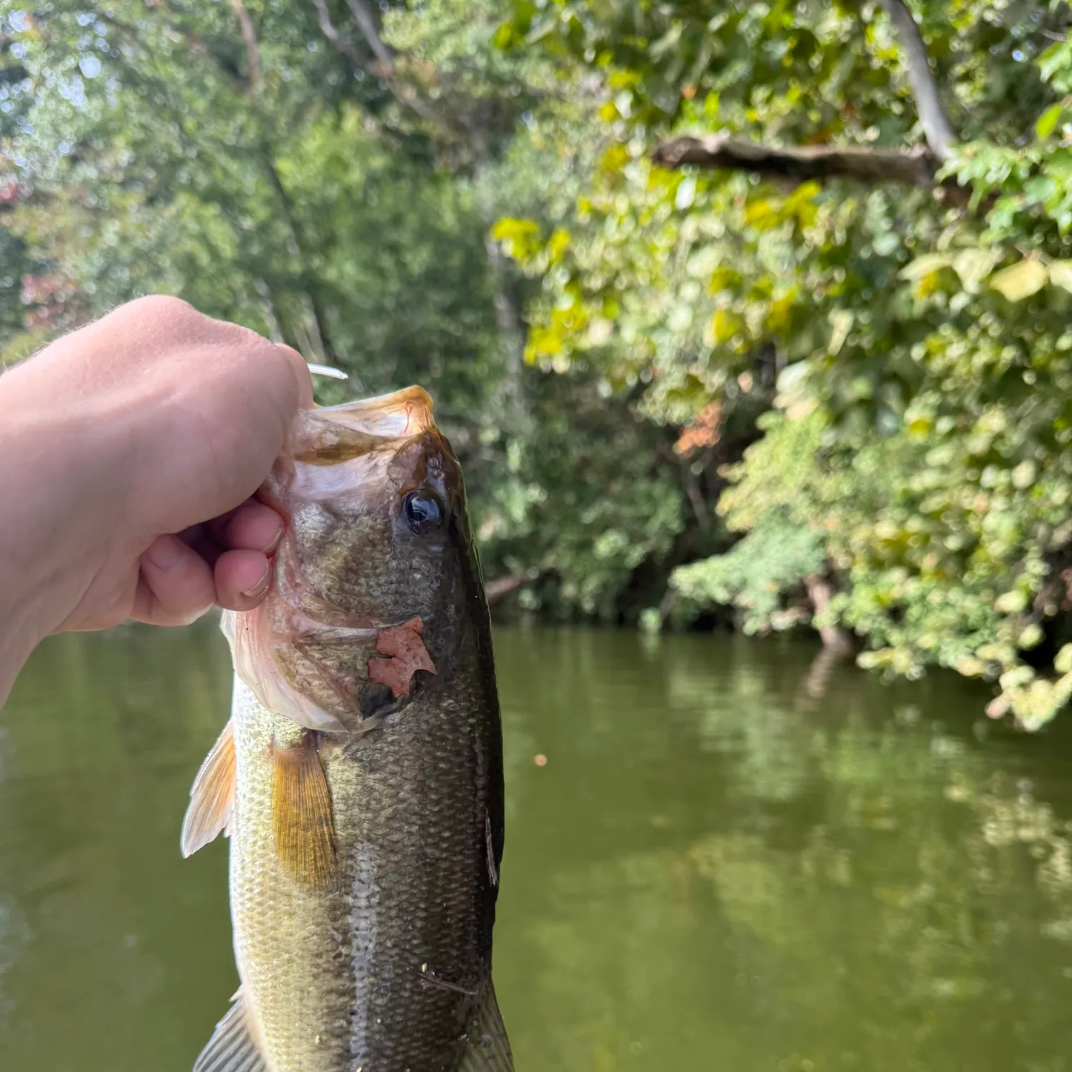 Fish caught on Fishbrain